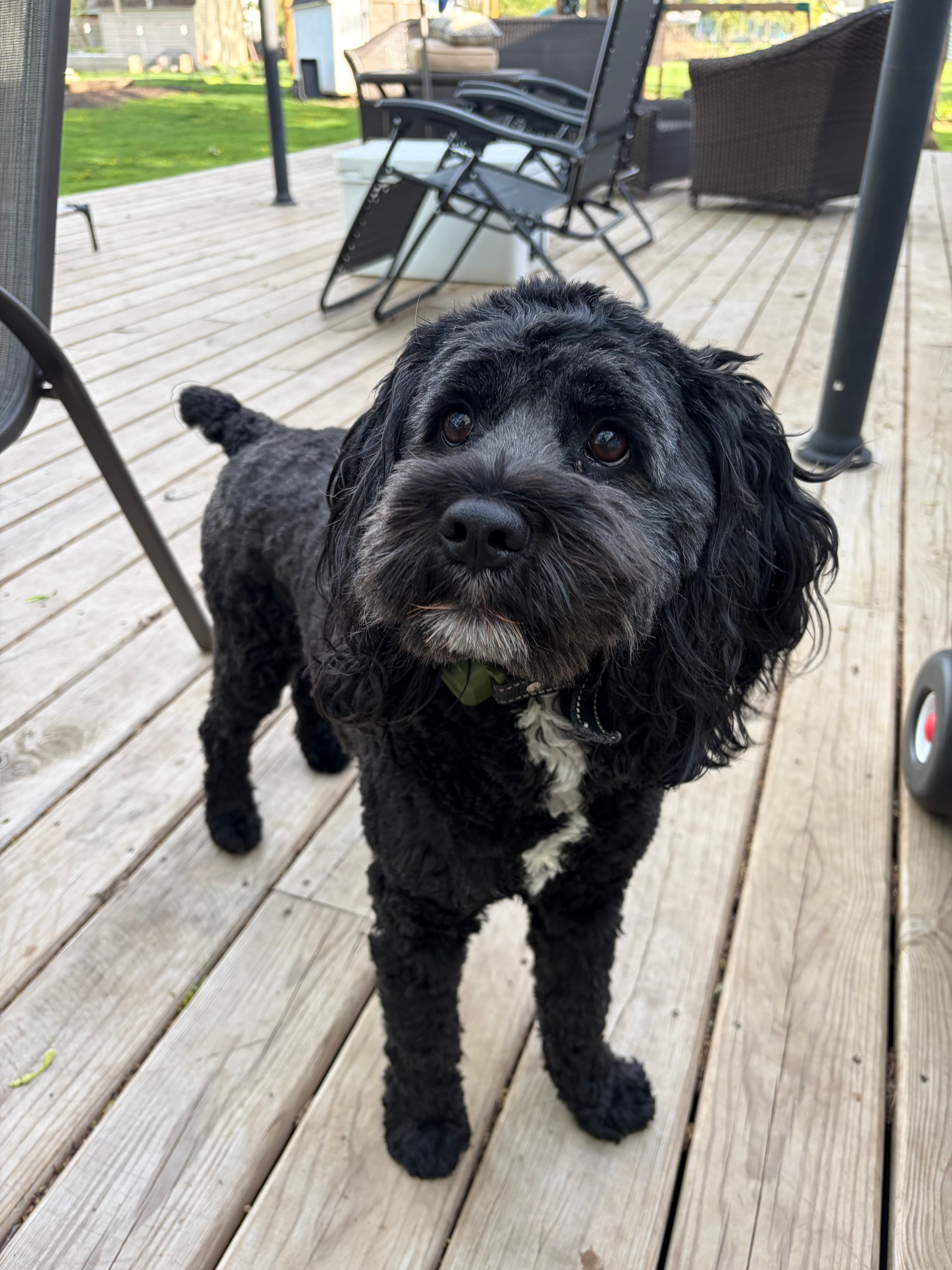 Happy Tails pet