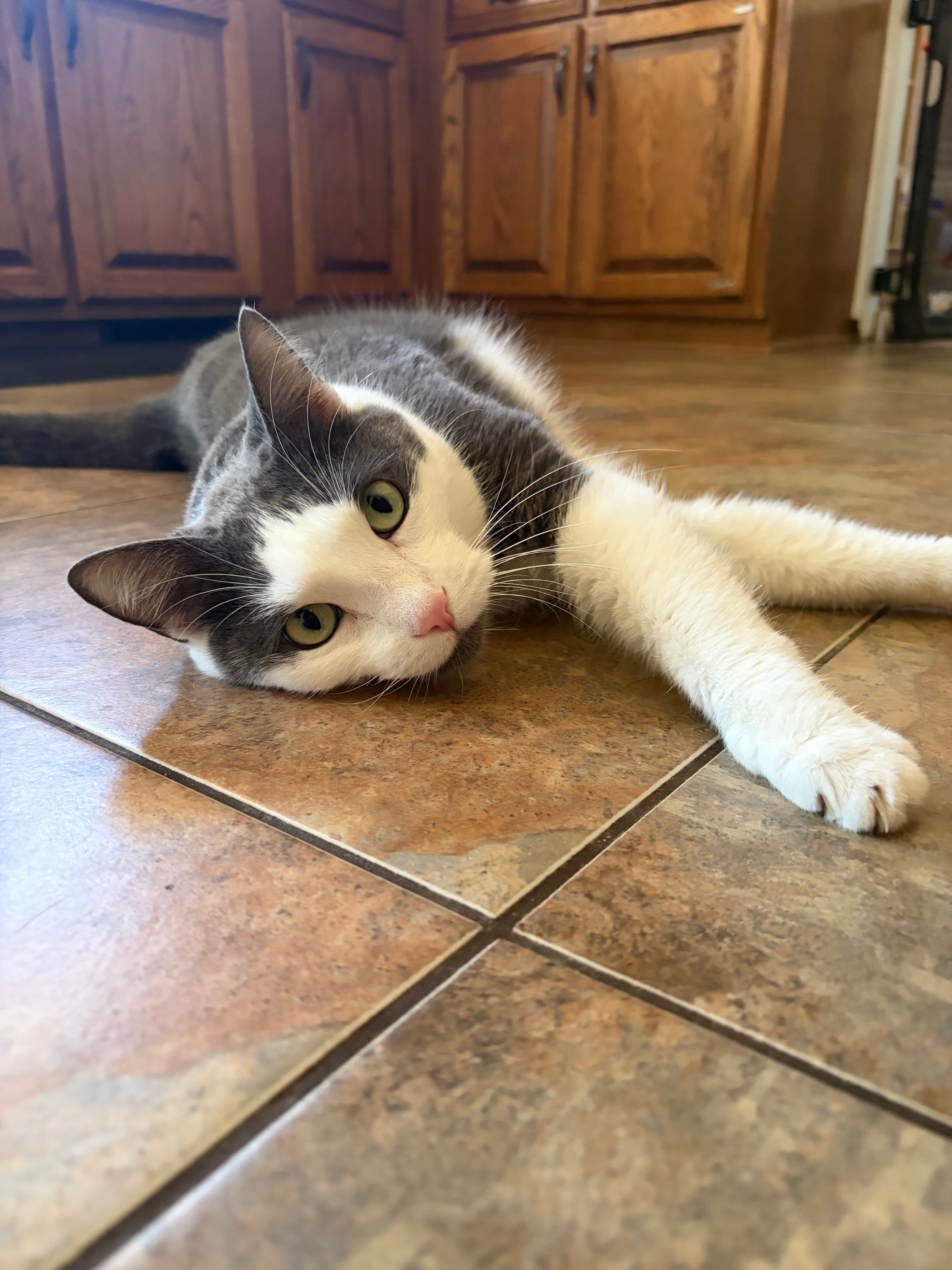 Happy Tails pet