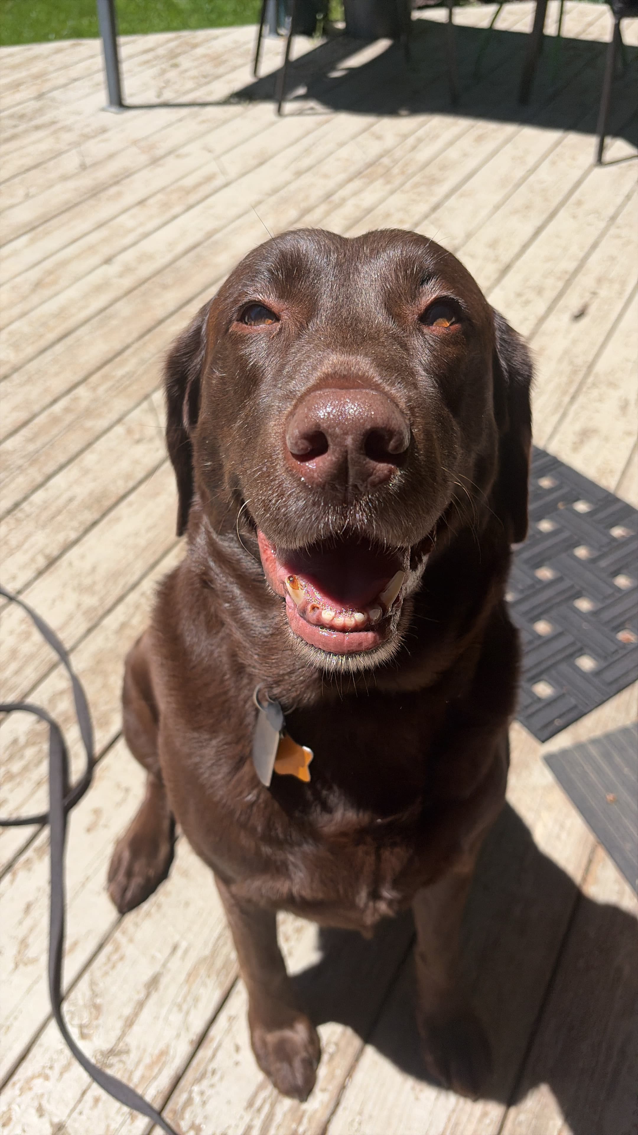 Happy Tails pet