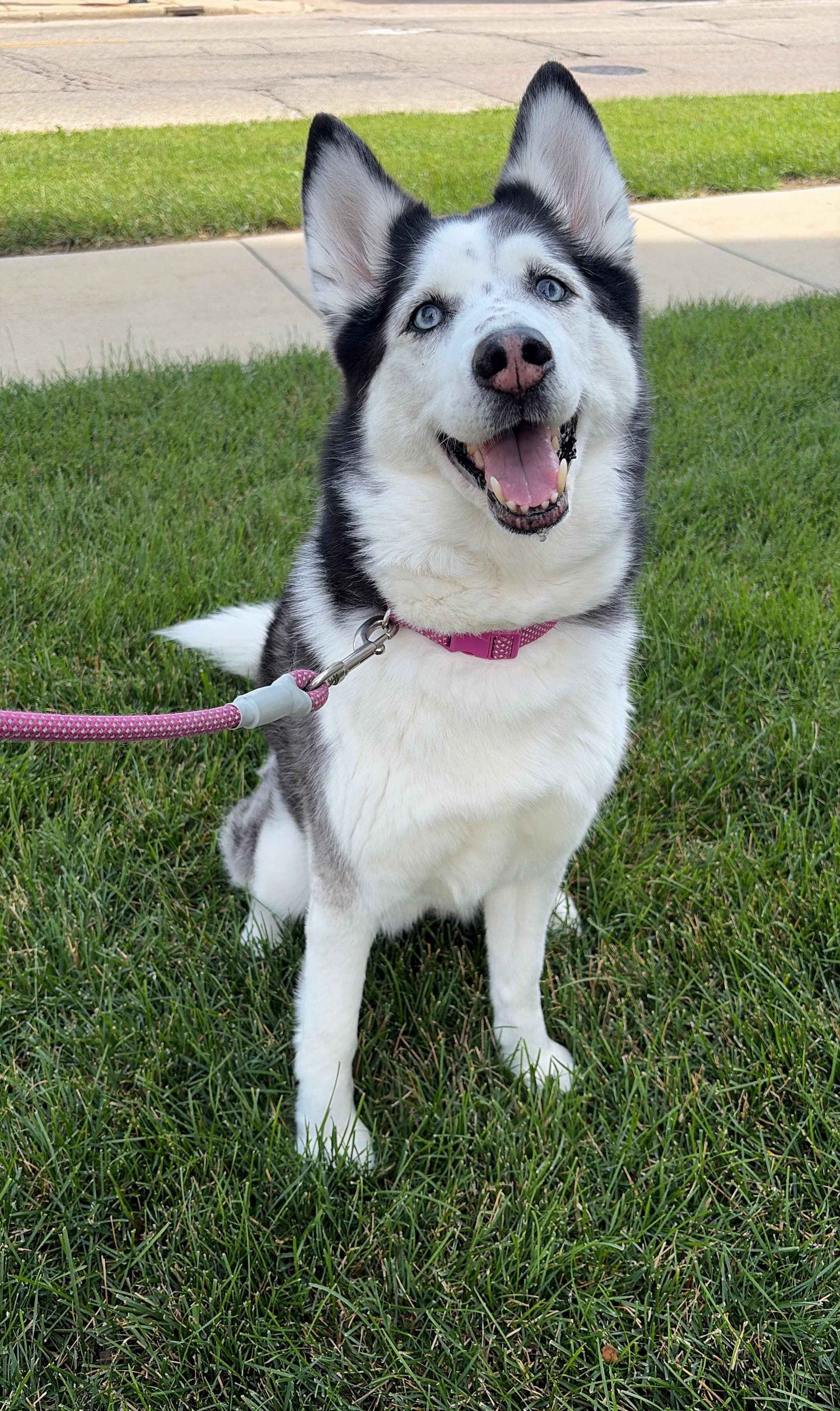 Happy Tails pet