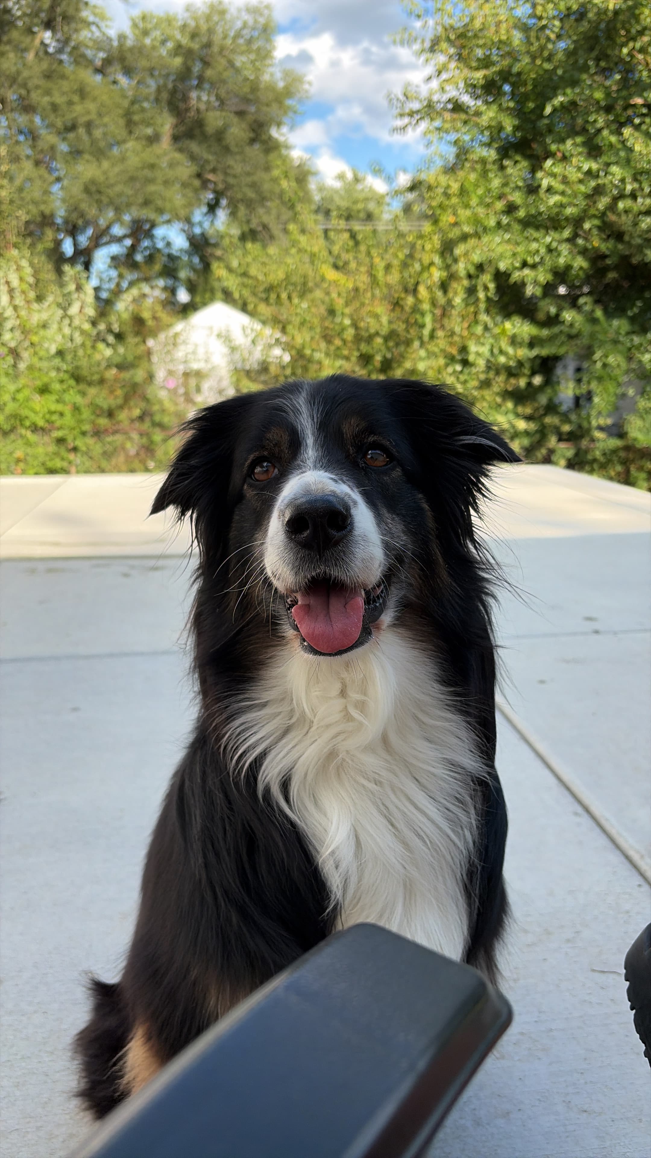 A pet cared for by Happy Tails Pet Care