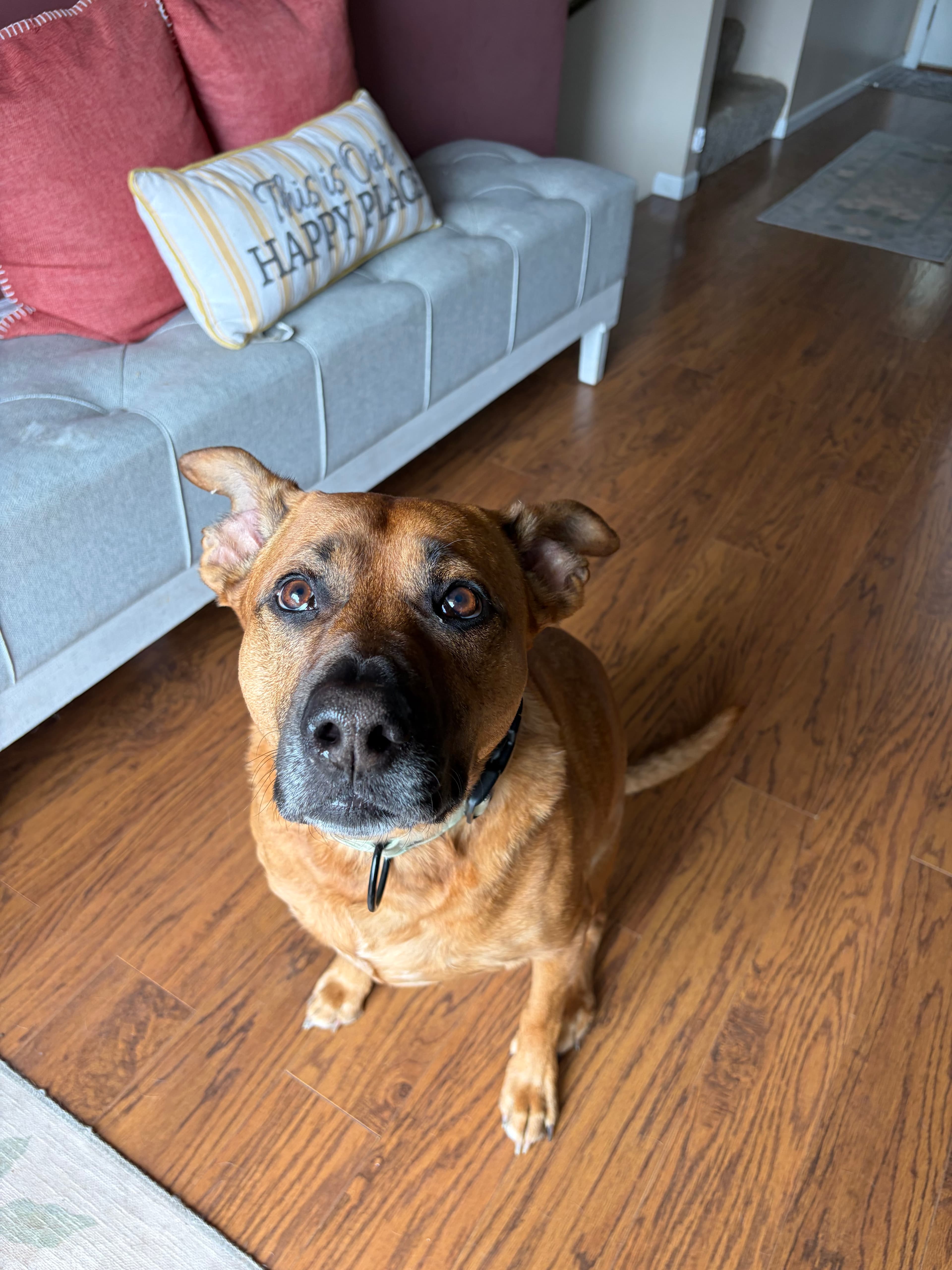 A pet cared for by Happy Tails Pet Care