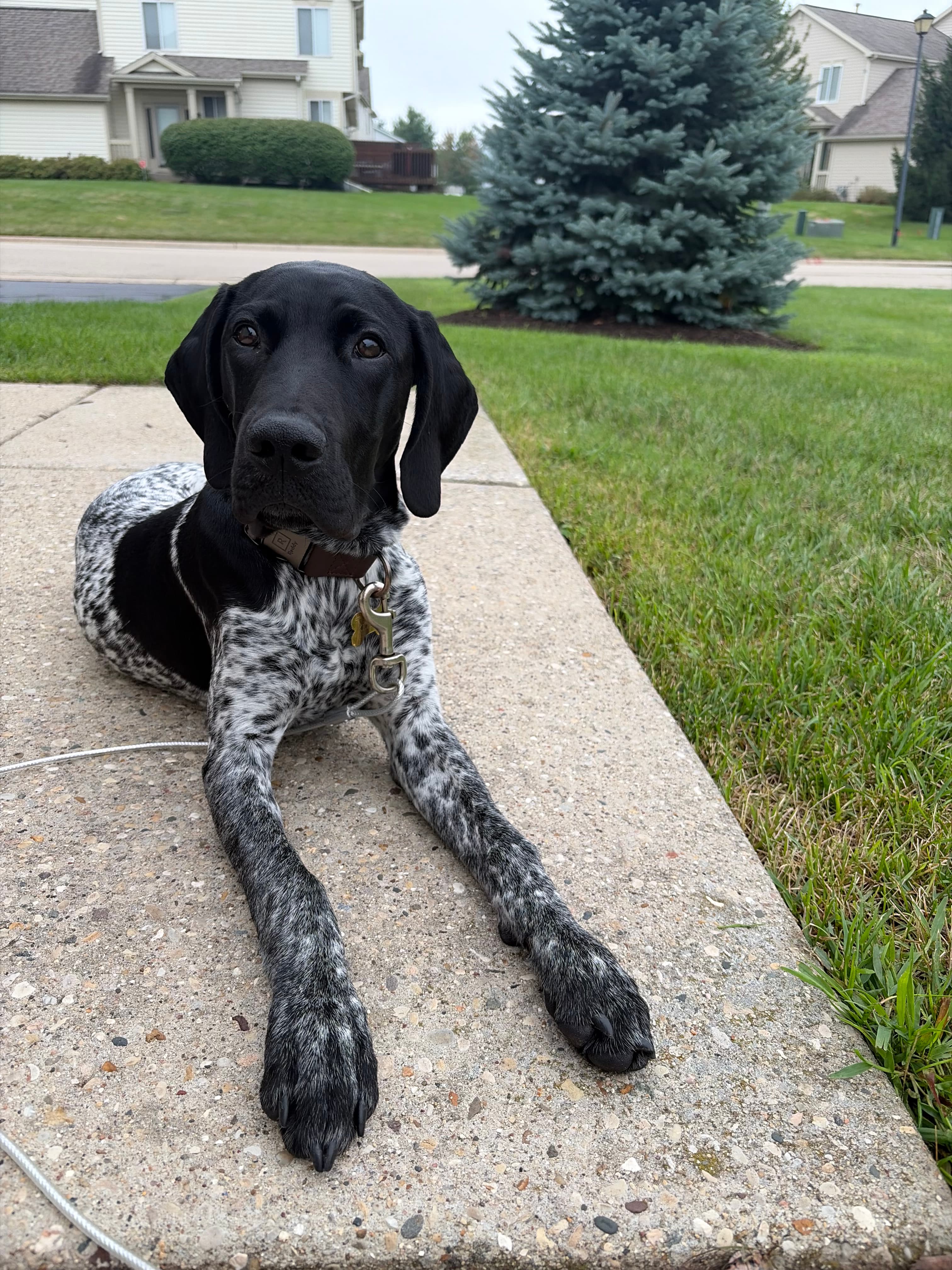 A pet cared for by Happy Tails Pet Care