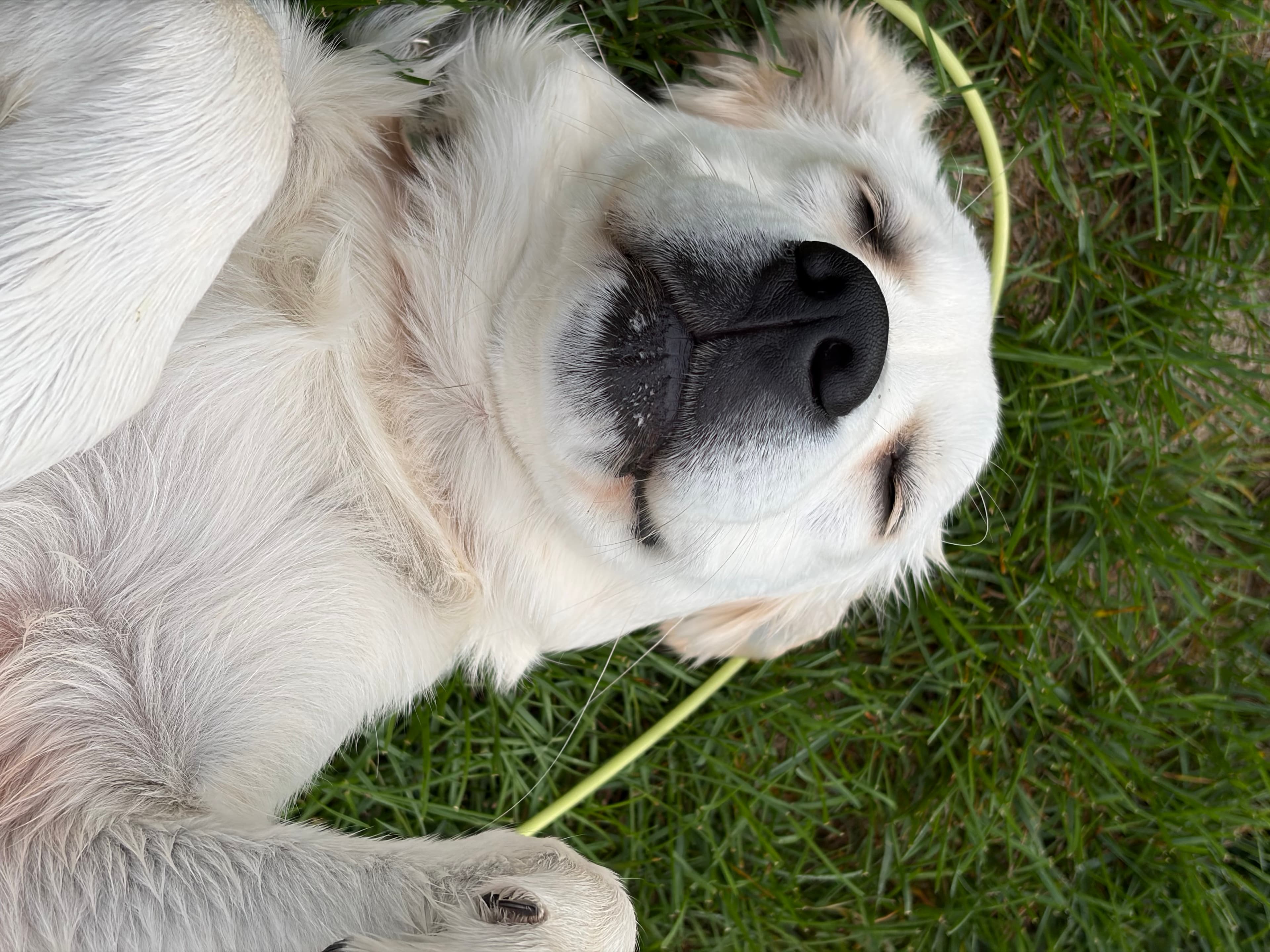 A pet cared for by Happy Tails Pet Care