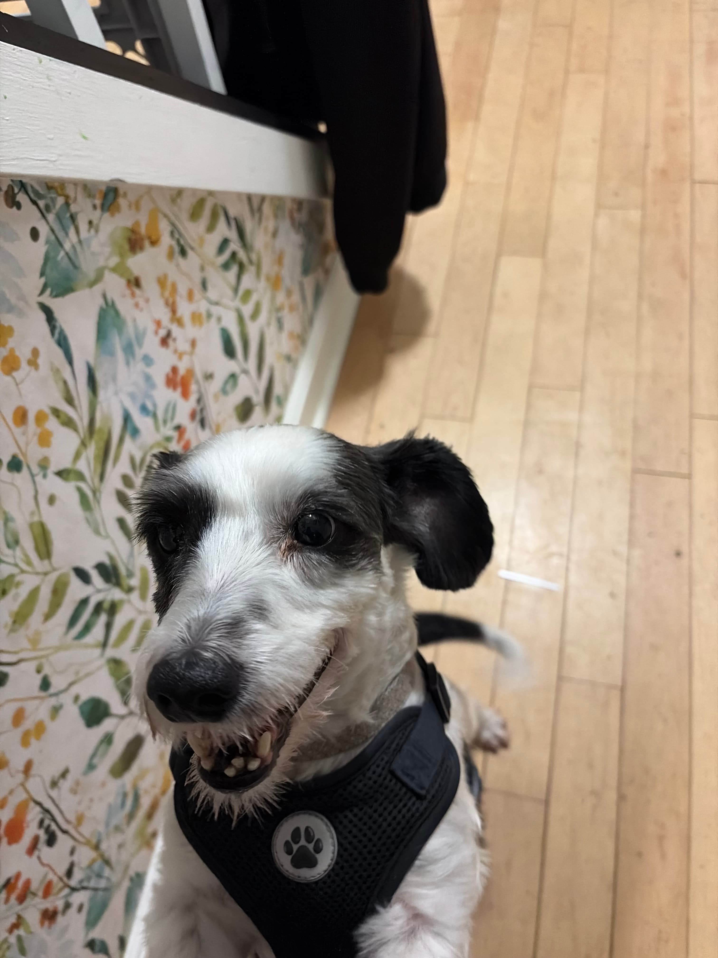 Happy Tails pet