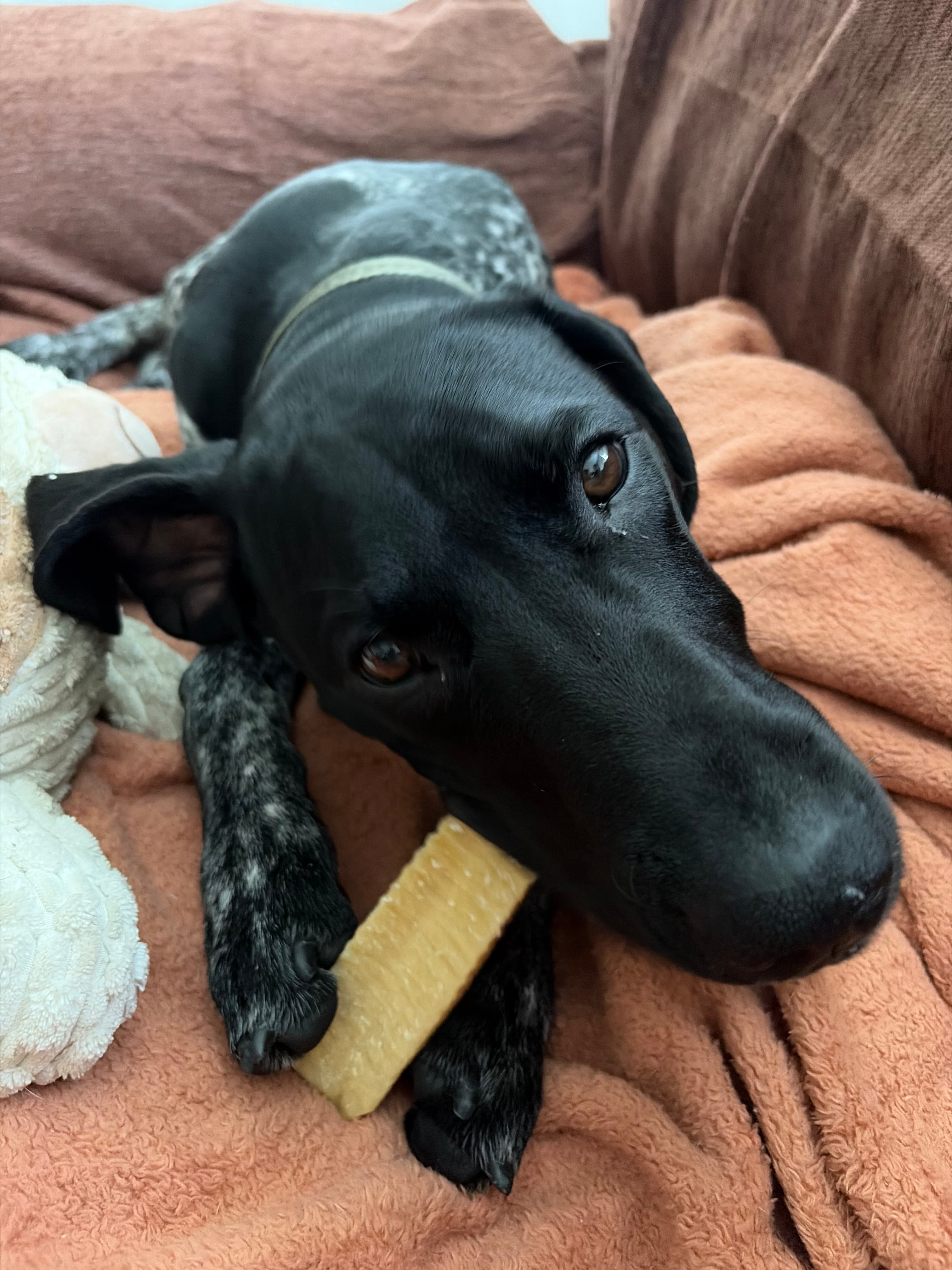 A pet cared for by Happy Tails Pet Care