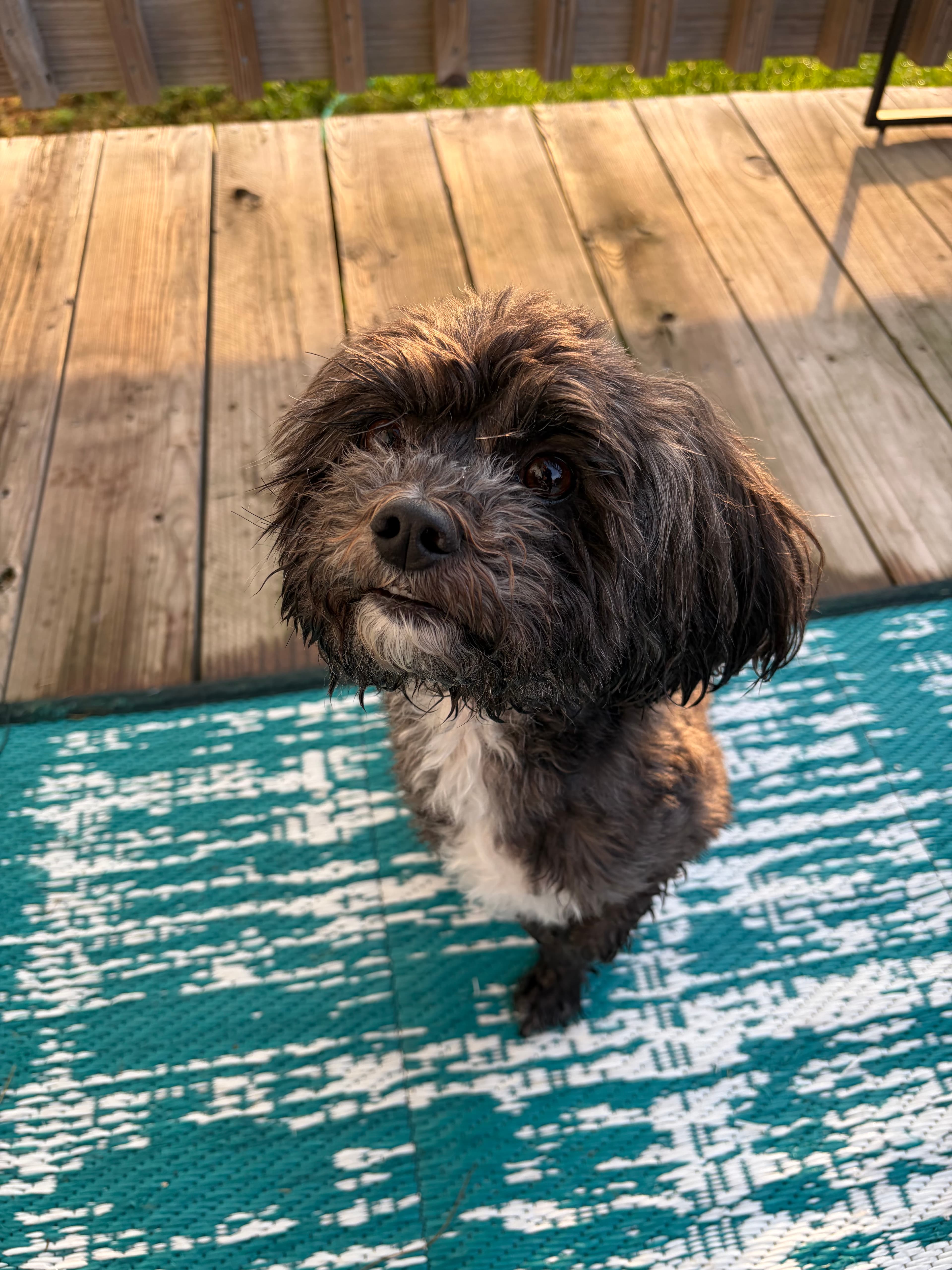Happy Tails pet
