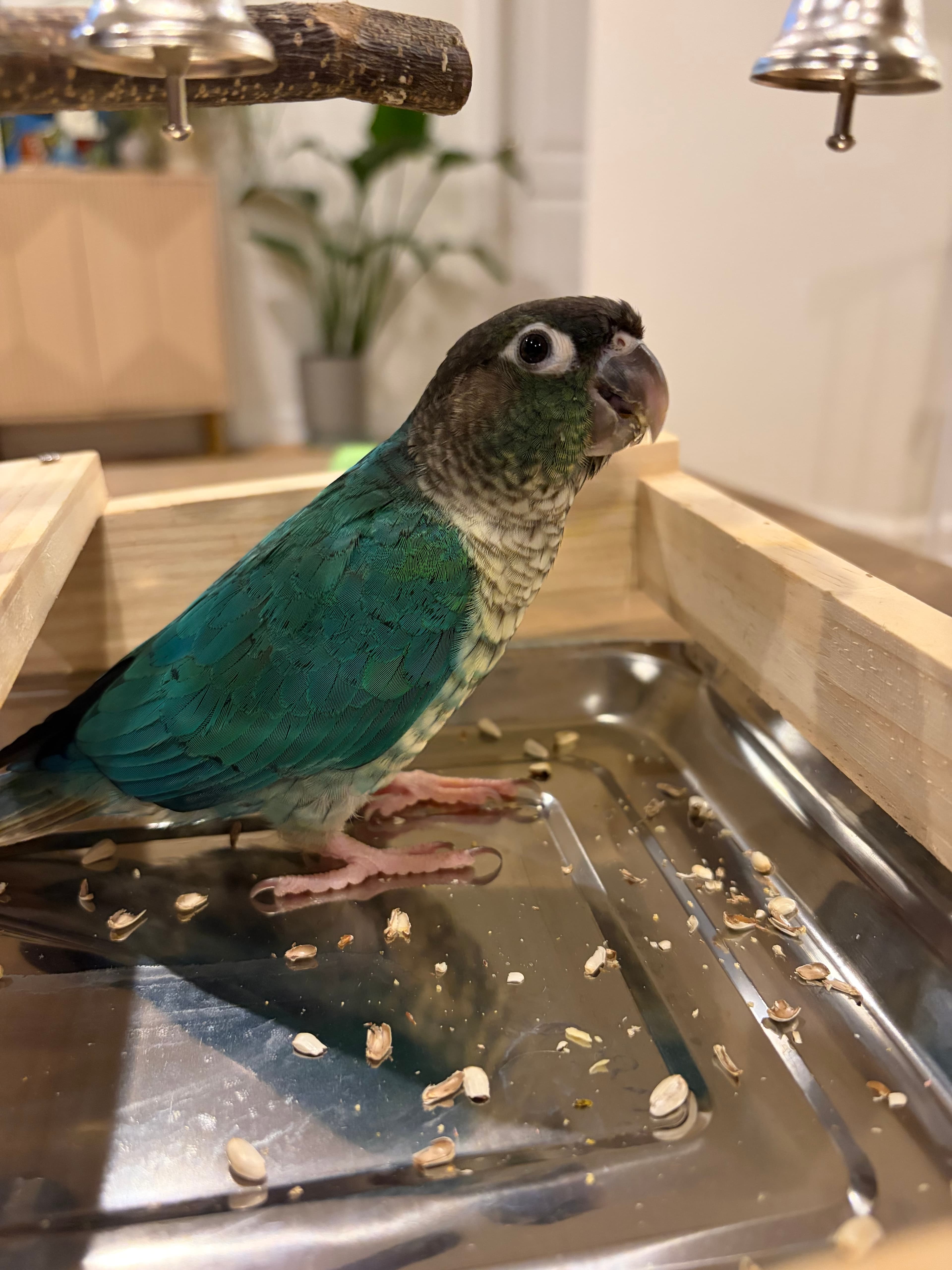A pet cared for by Happy Tails Pet Care