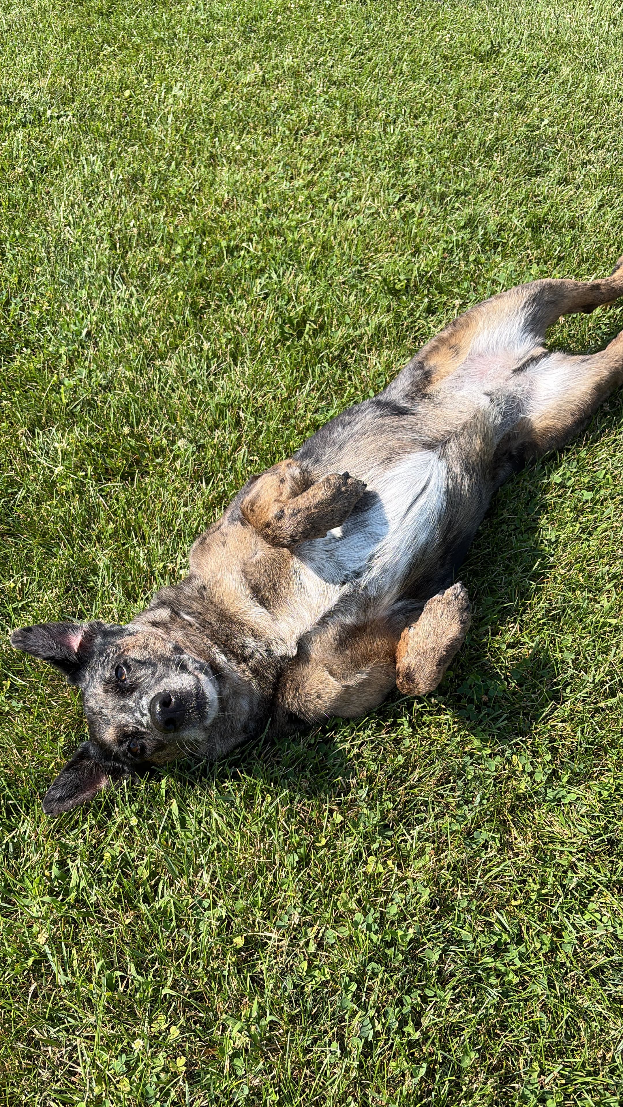 Happy Tails pet
