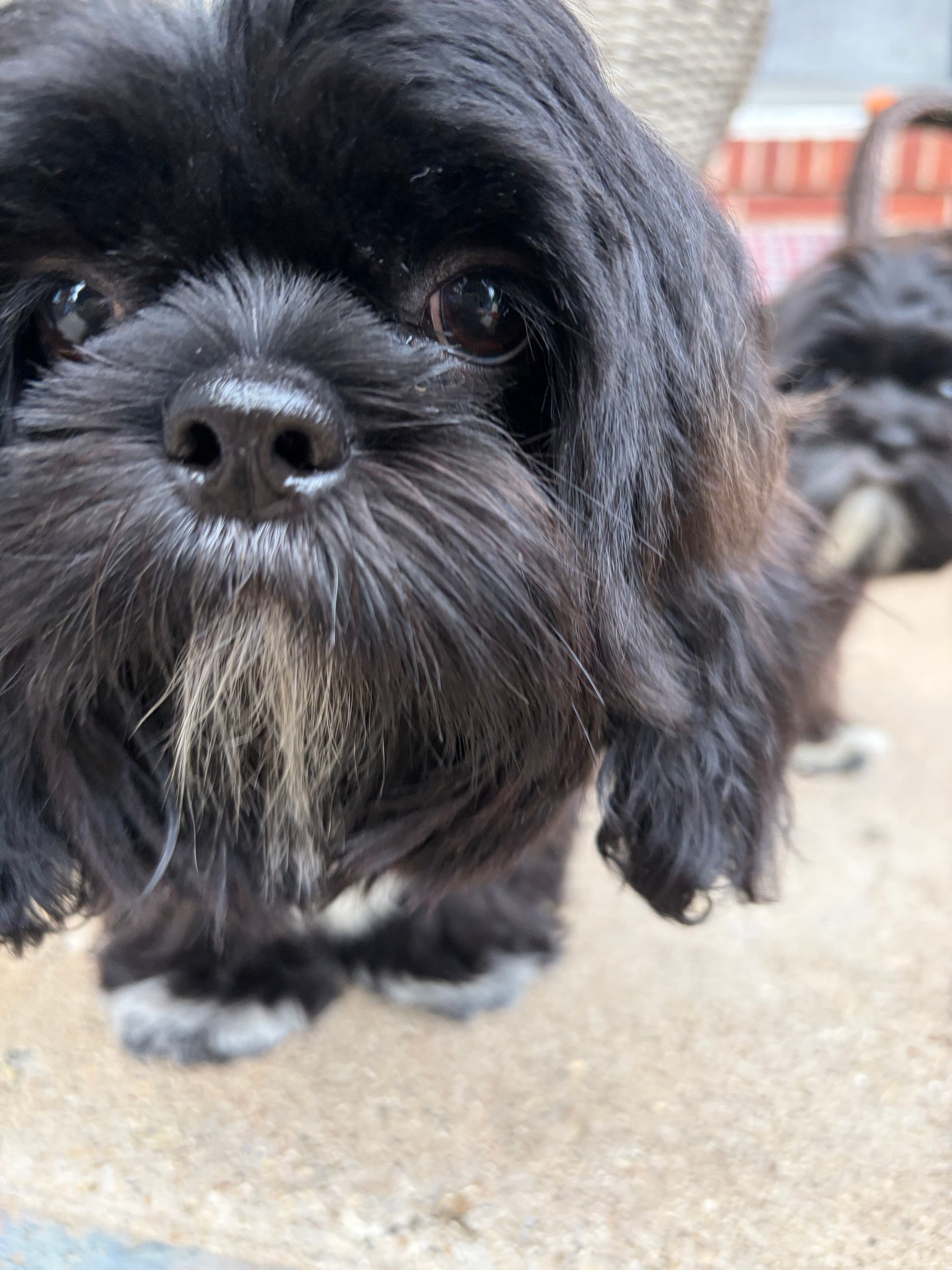 A pet cared for by Happy Tails Pet Care