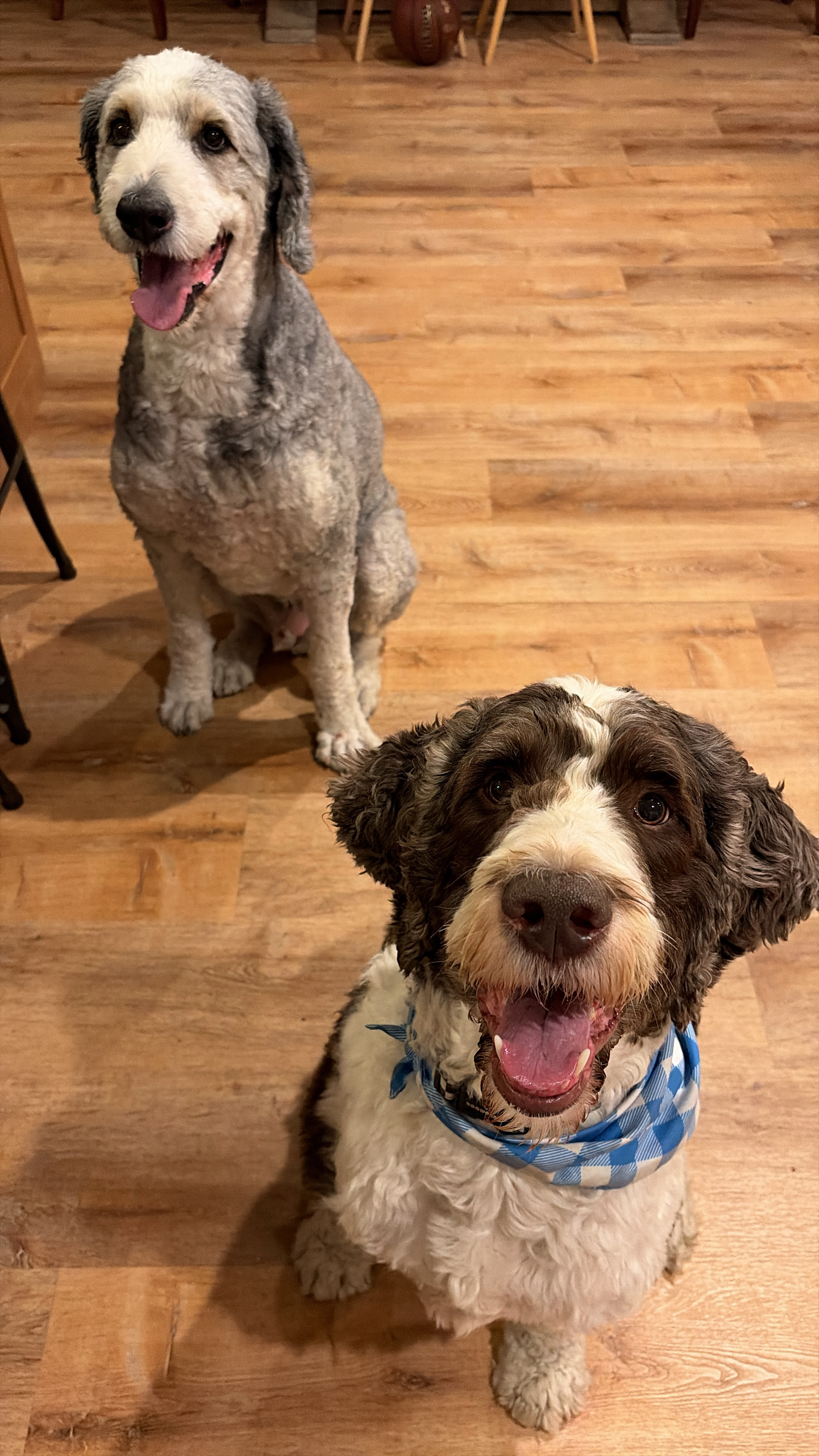 Happy Tails pet