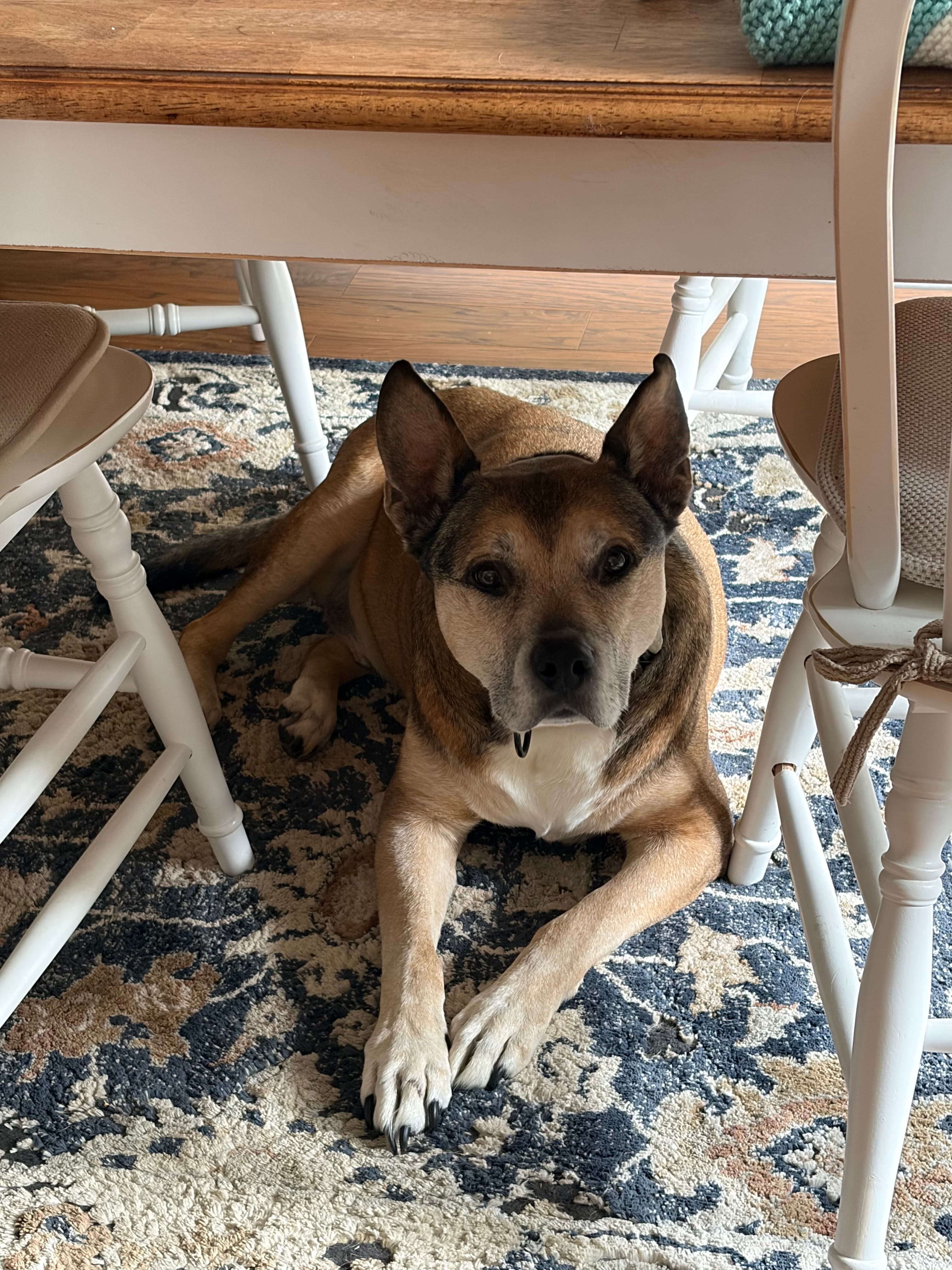 A pet cared for by Happy Tails Pet Care
