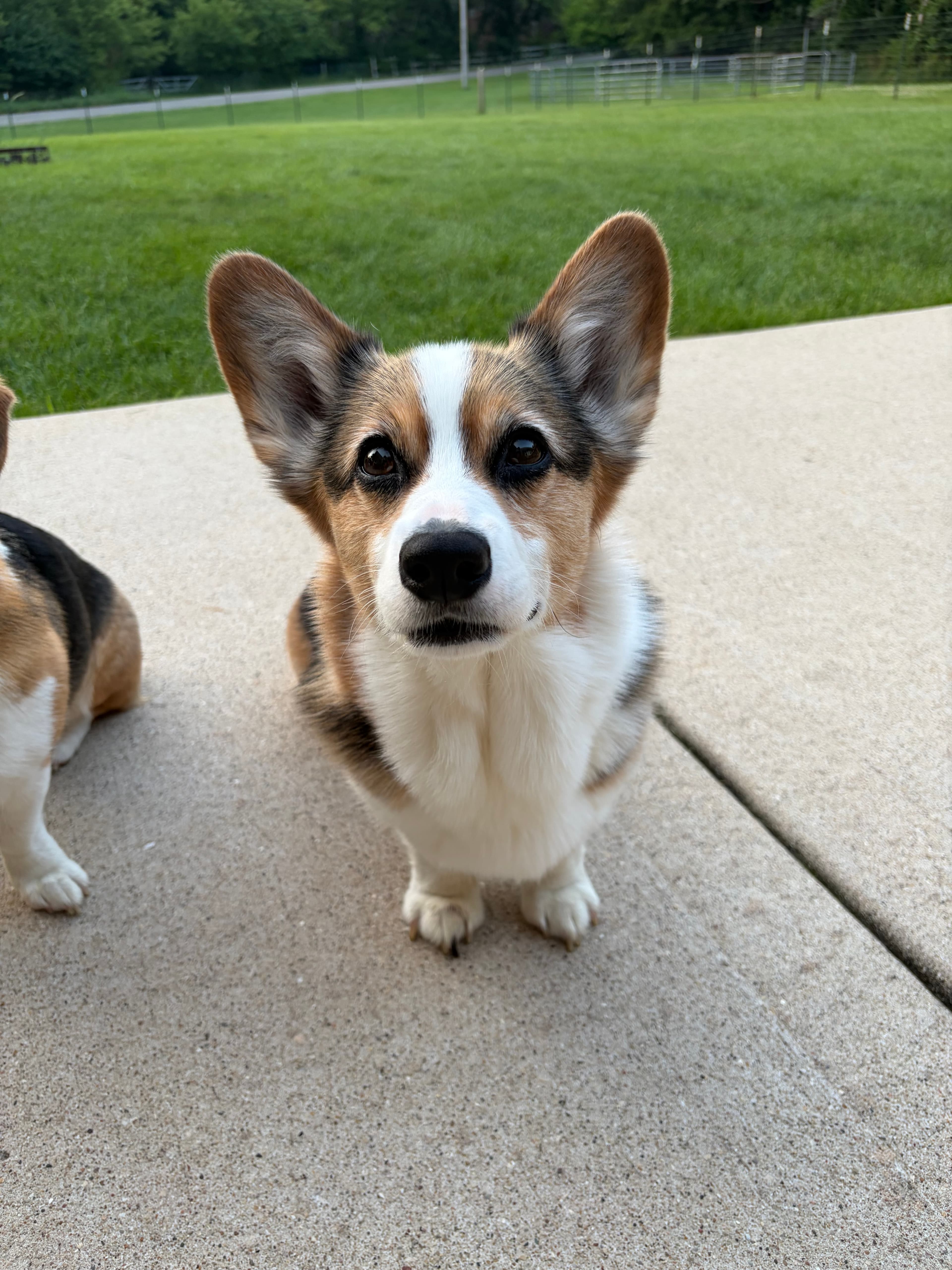 Happy Tails pet
