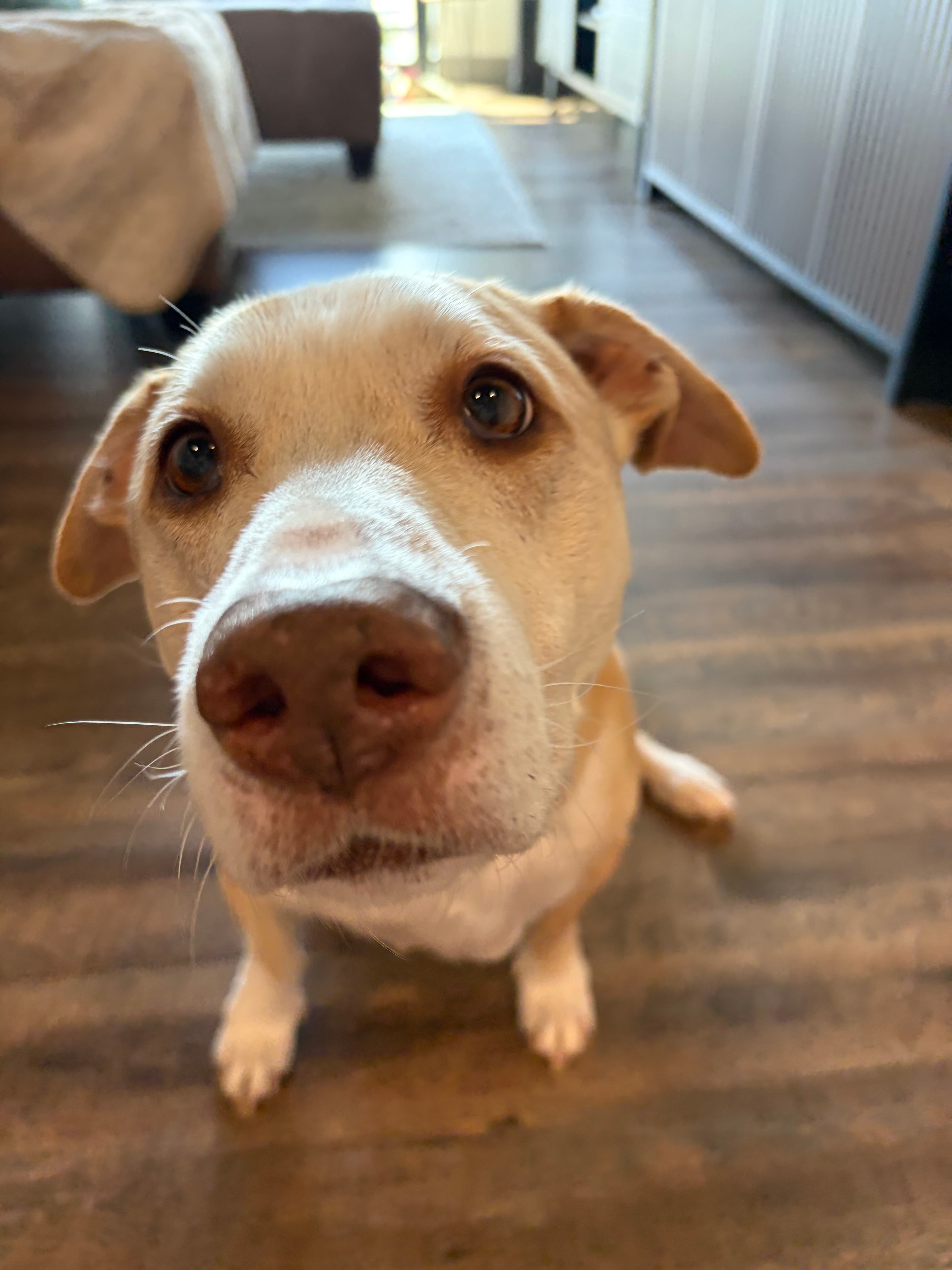 Happy Tails pet