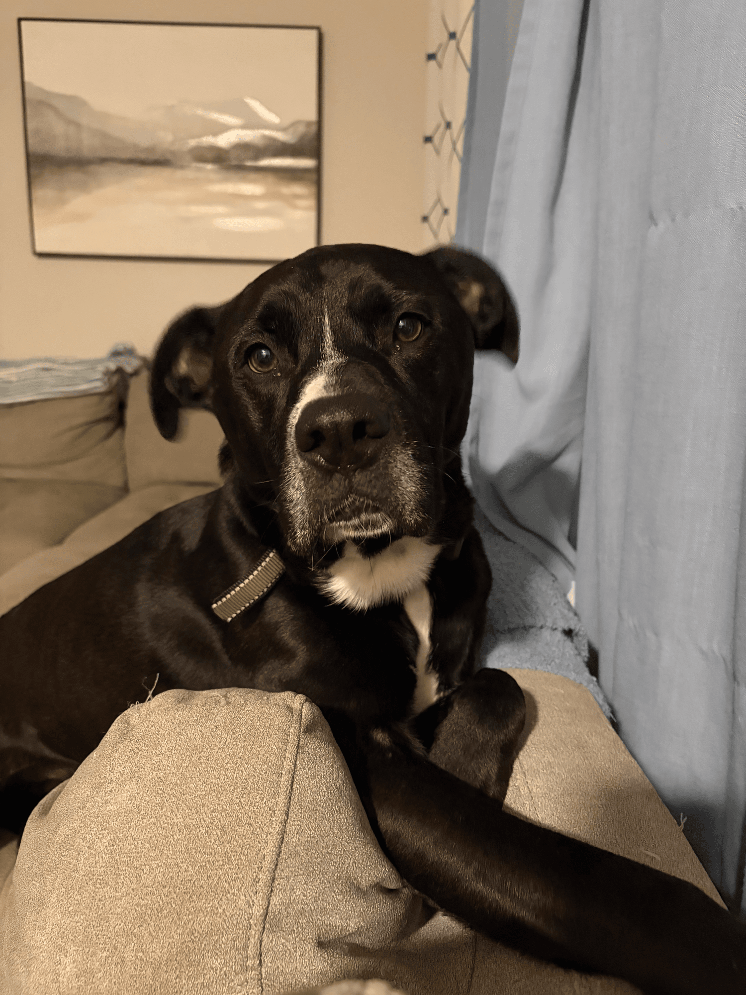 A pet cared for by Happy Tails Pet Care