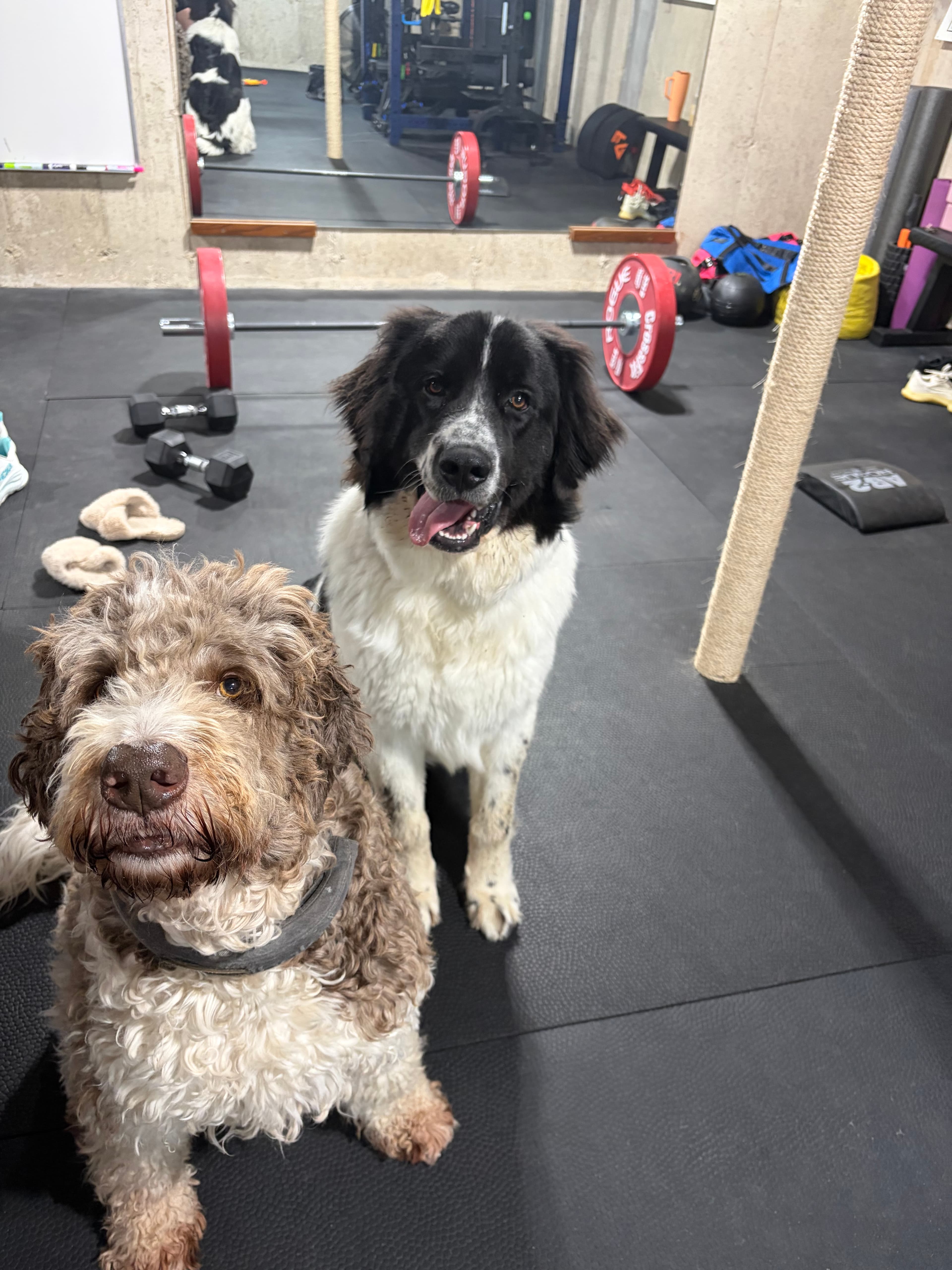 Happy Tails pet
