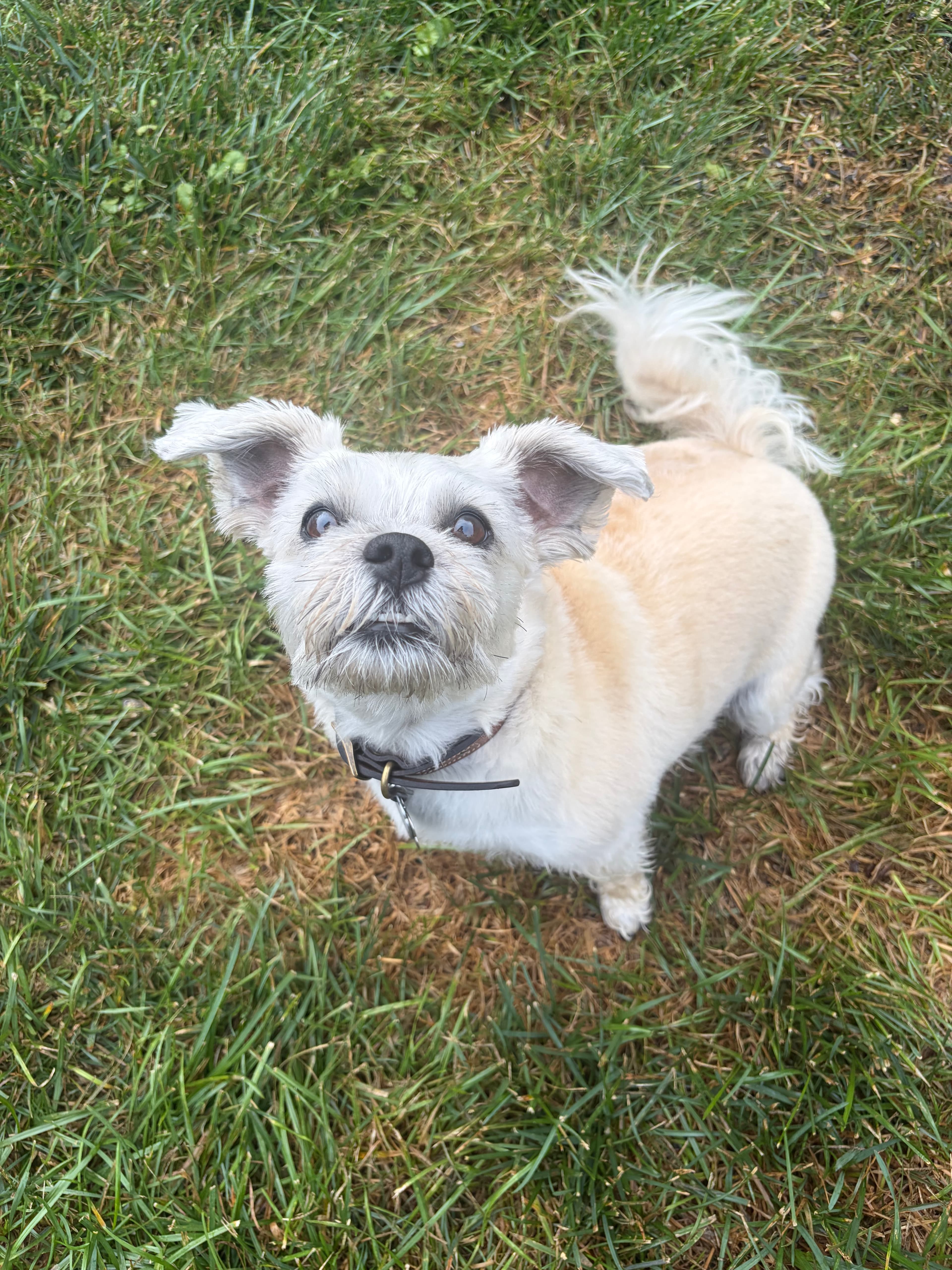 Happy Tails pet