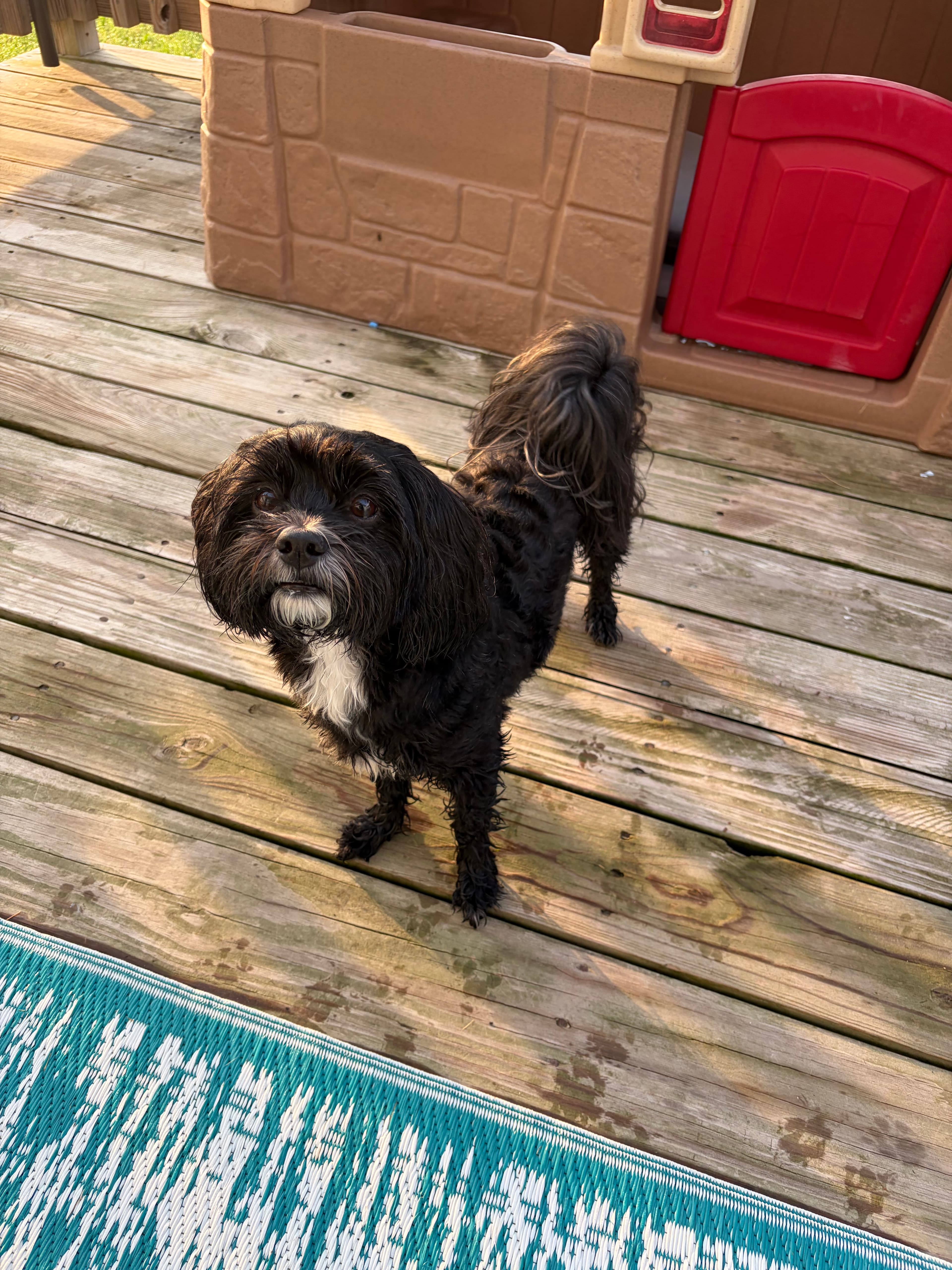 Happy Tails pet