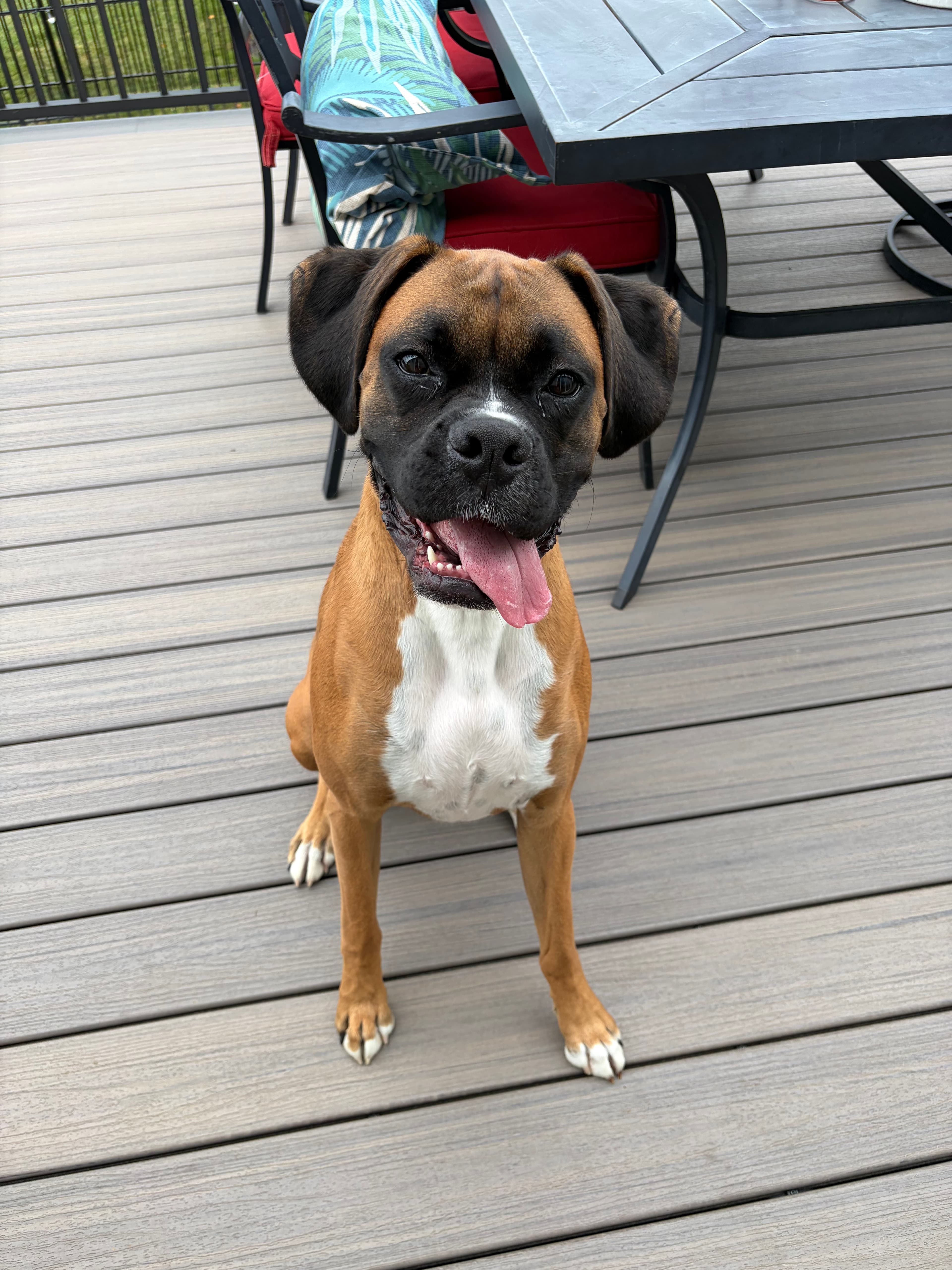 A pet cared for by Happy Tails Pet Care