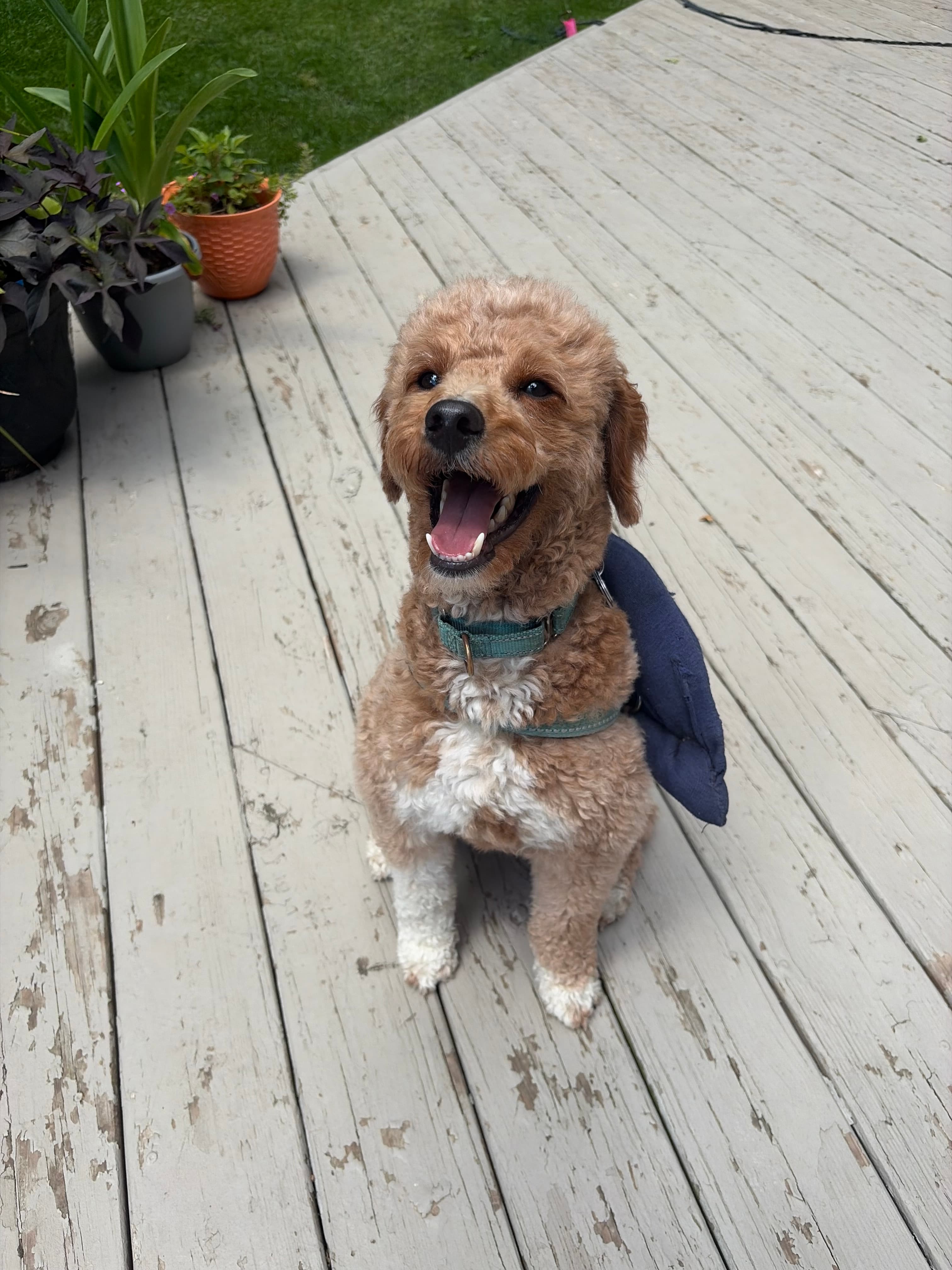 Happy Tails pet