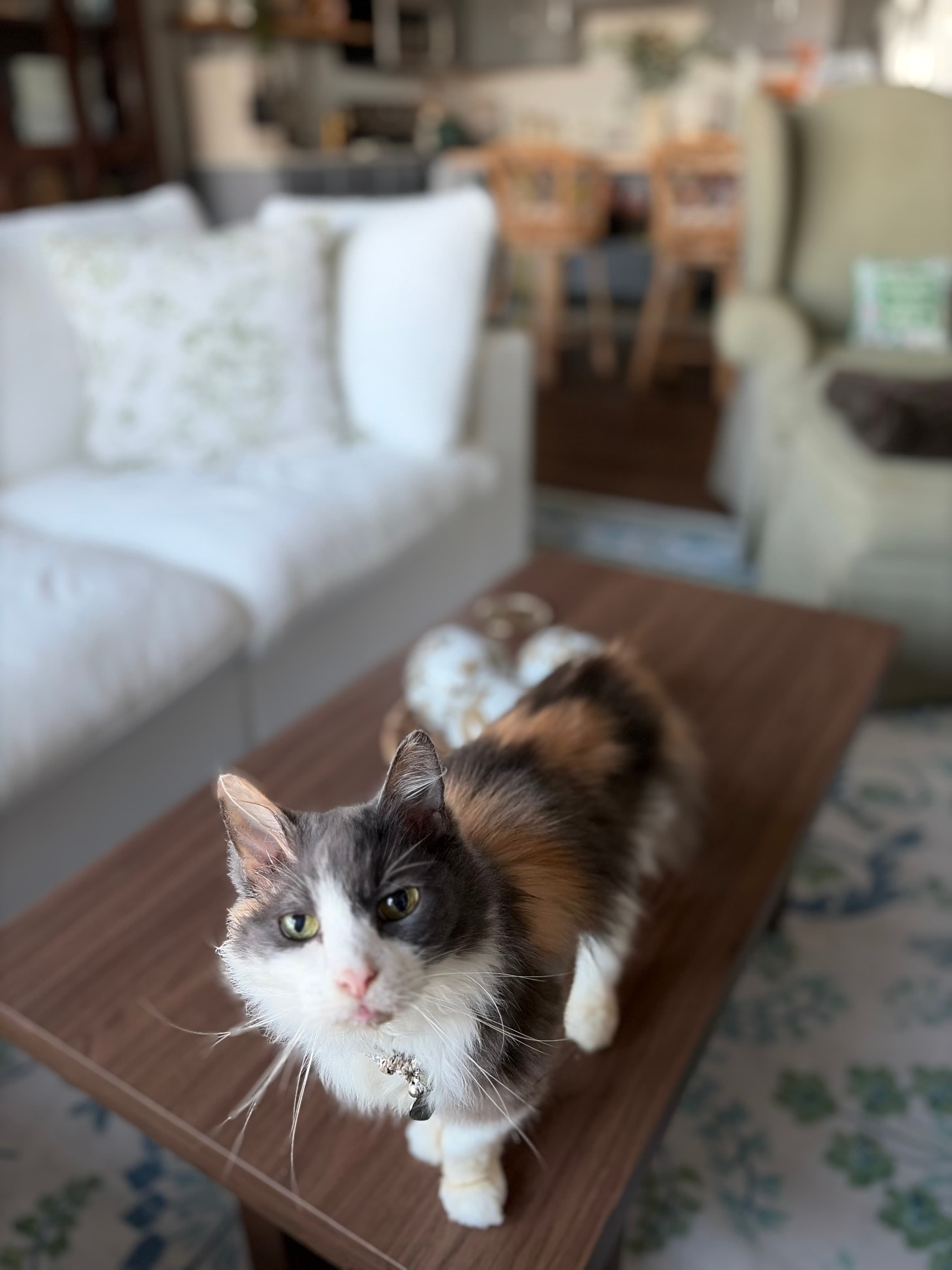 Happy Tails pet