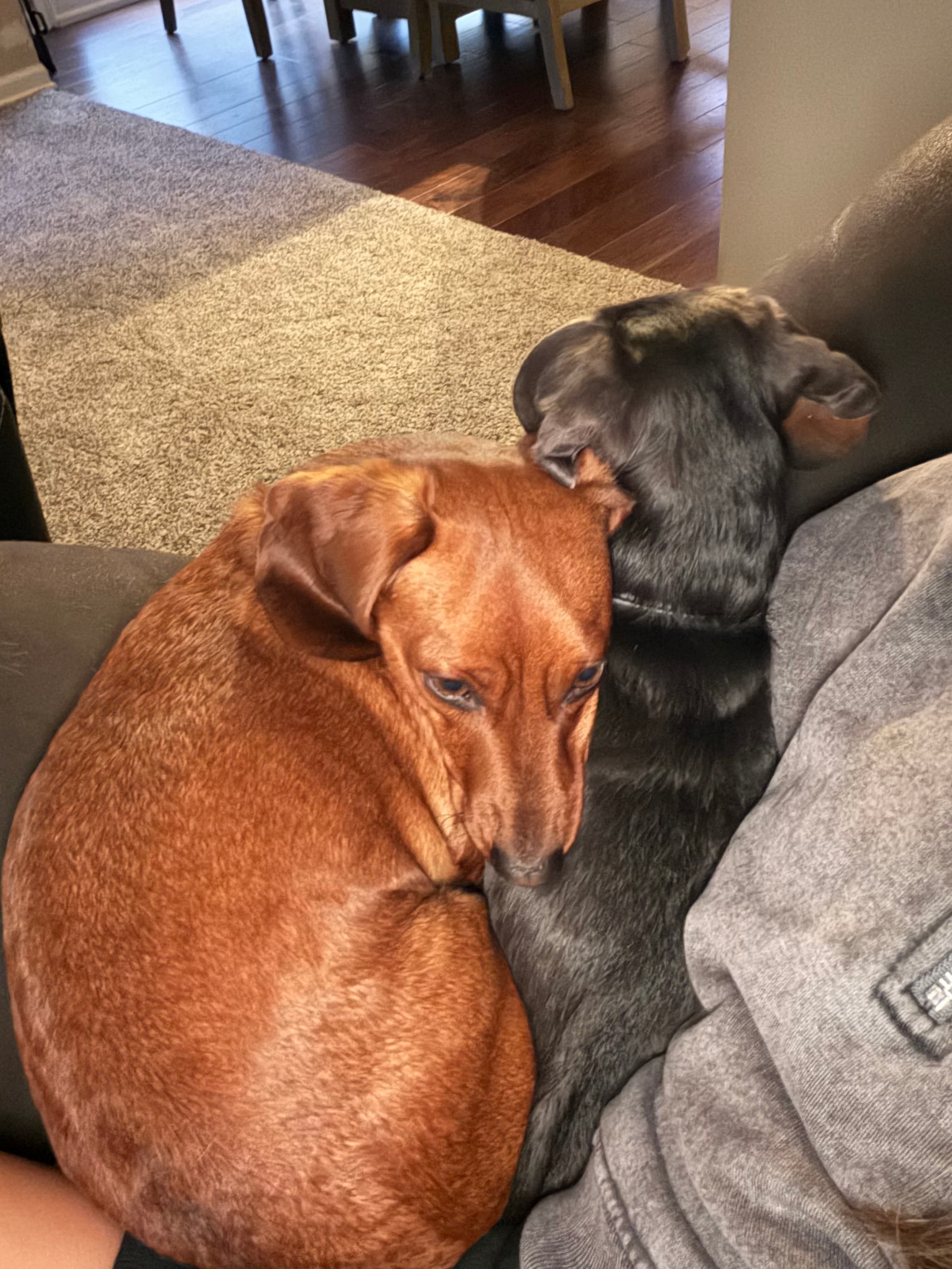 A pet cared for by Happy Tails Pet Care