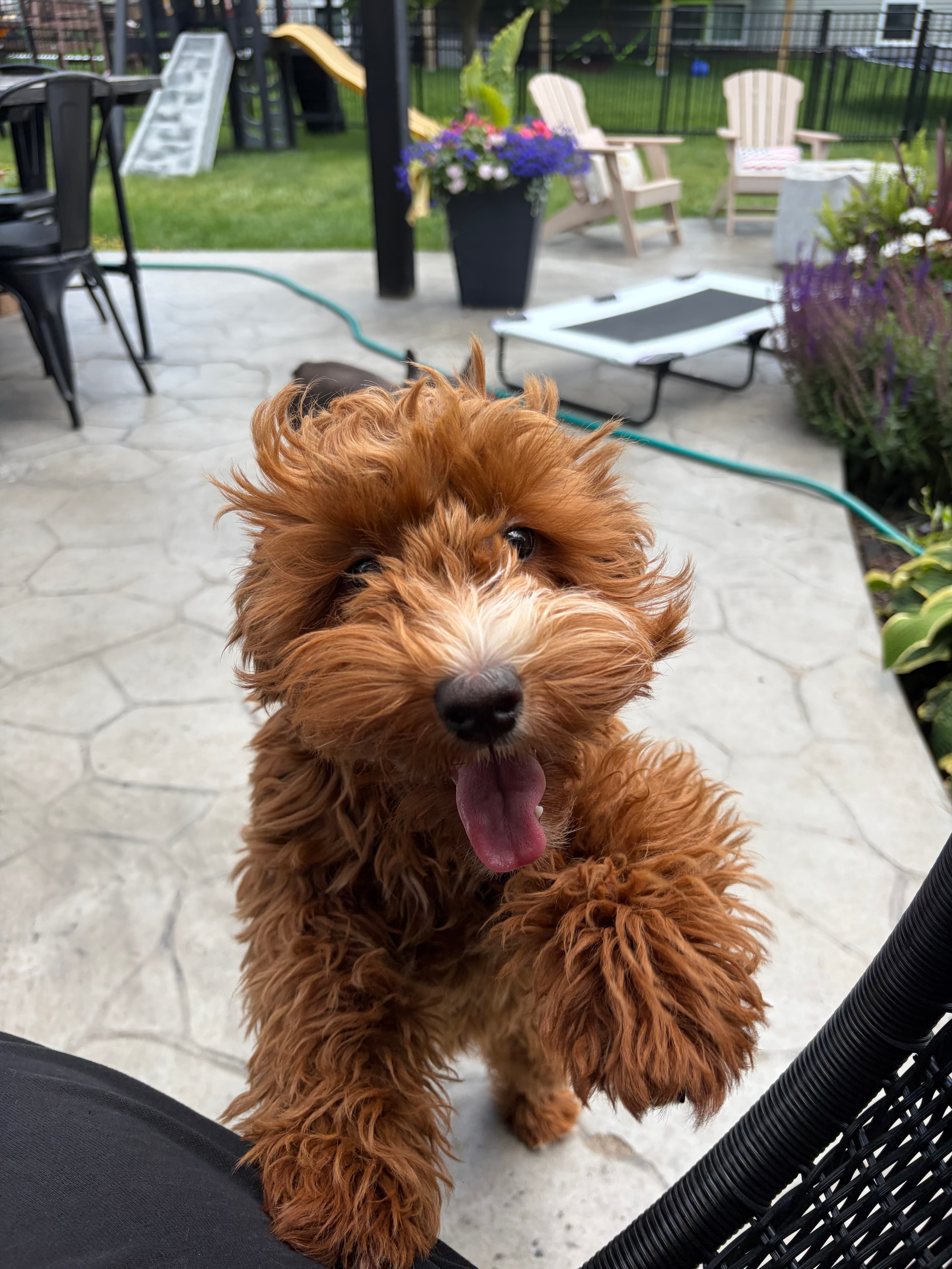 Happy Tails pet