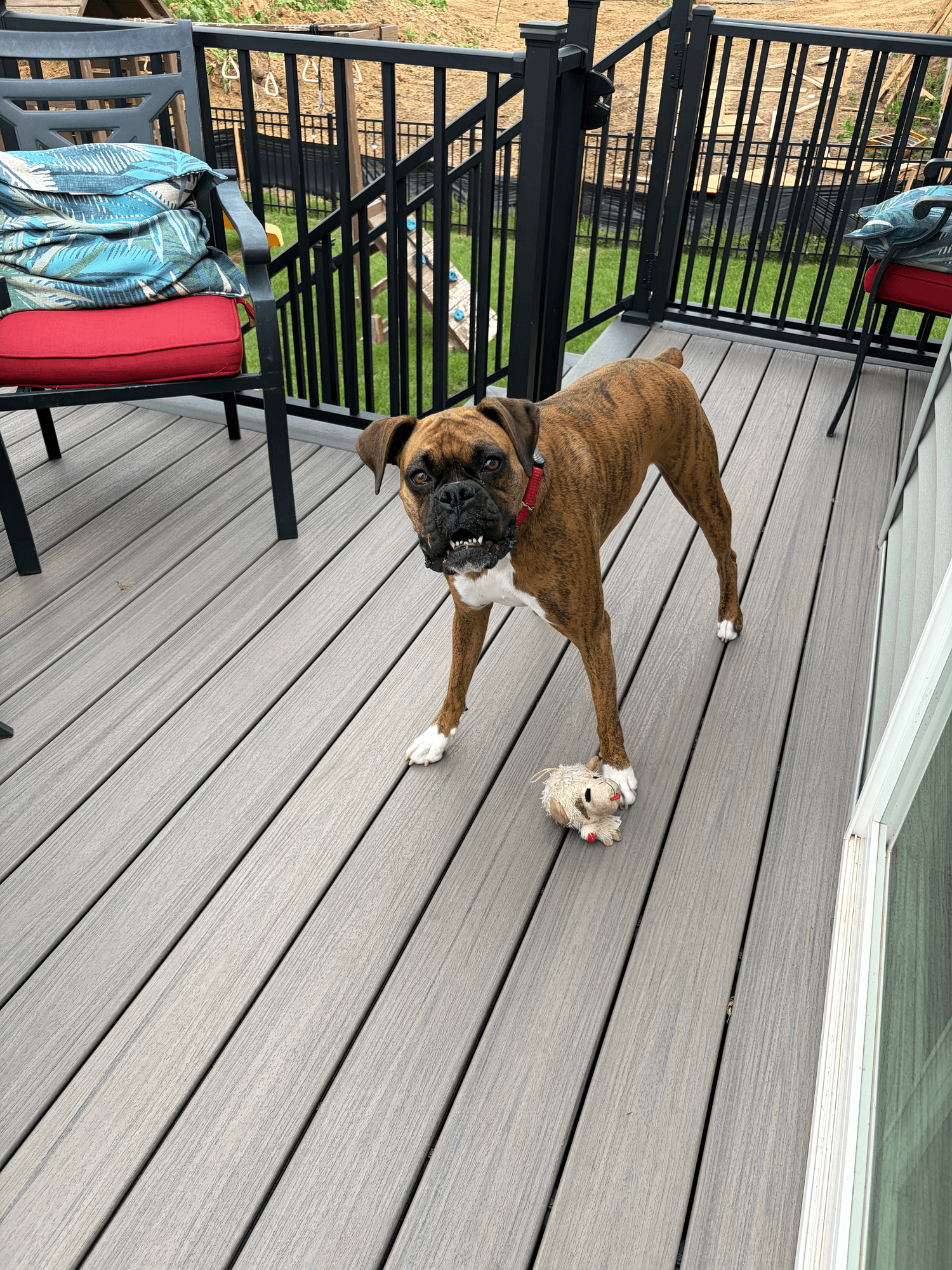 A pet cared for by Happy Tails Pet Care