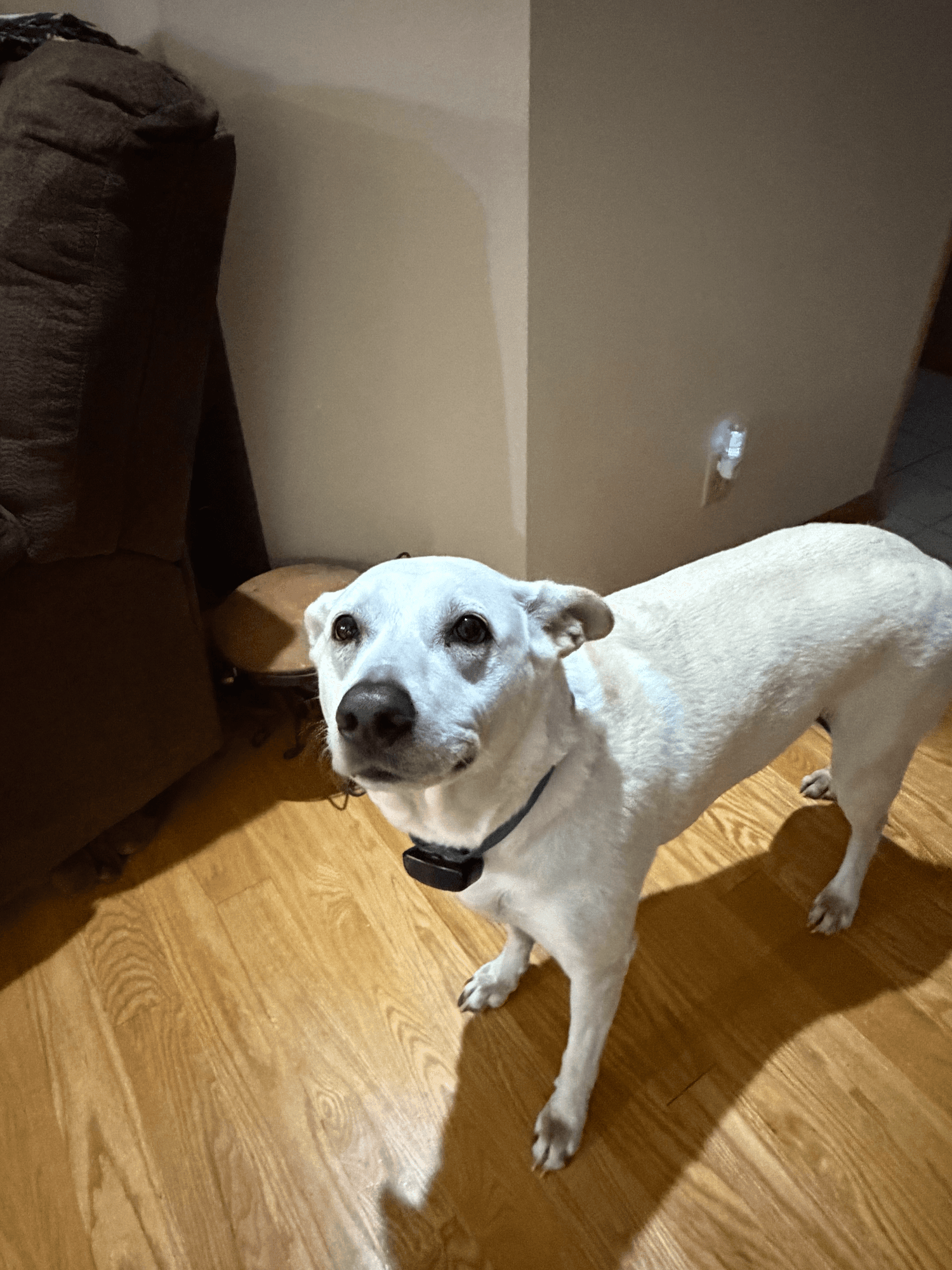 A pet cared for by Happy Tails Pet Care