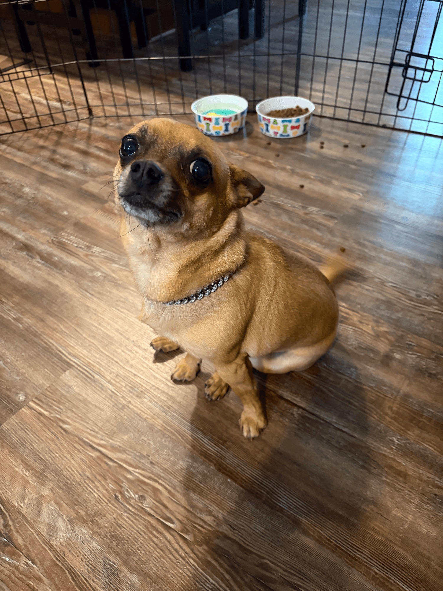 Happy Tails pet