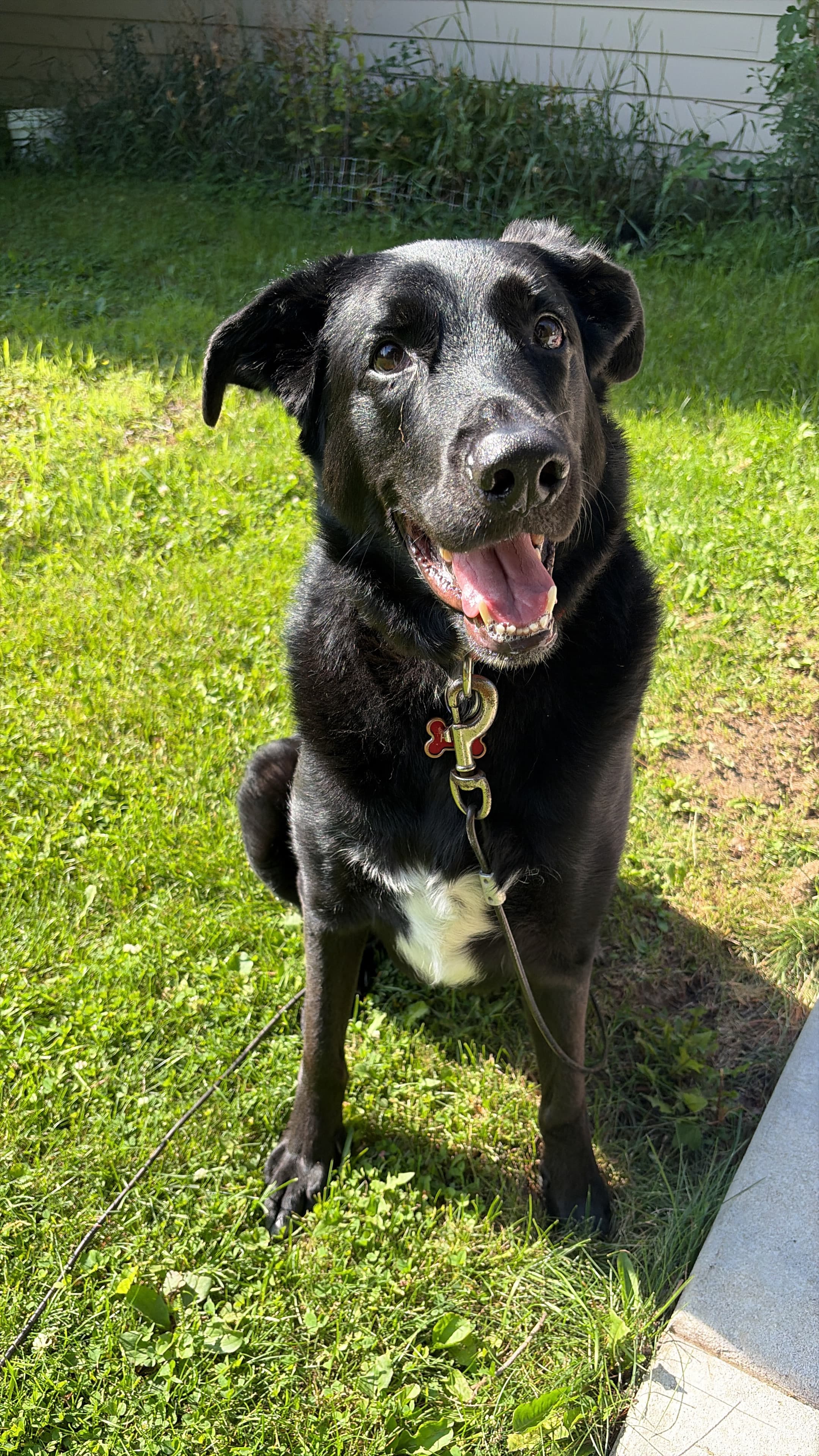 Happy Tails pet