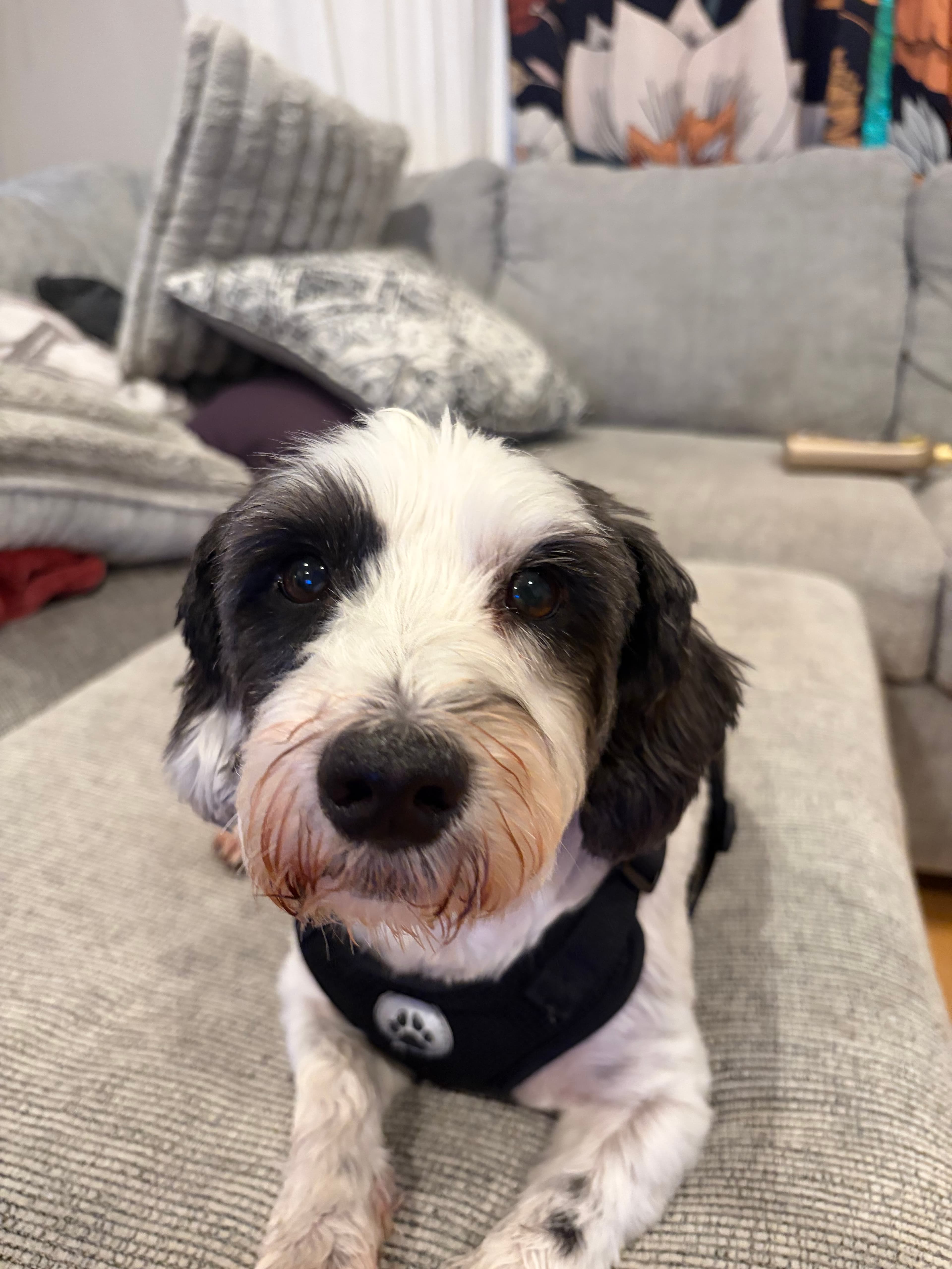 A pet cared for by Happy Tails Pet Care