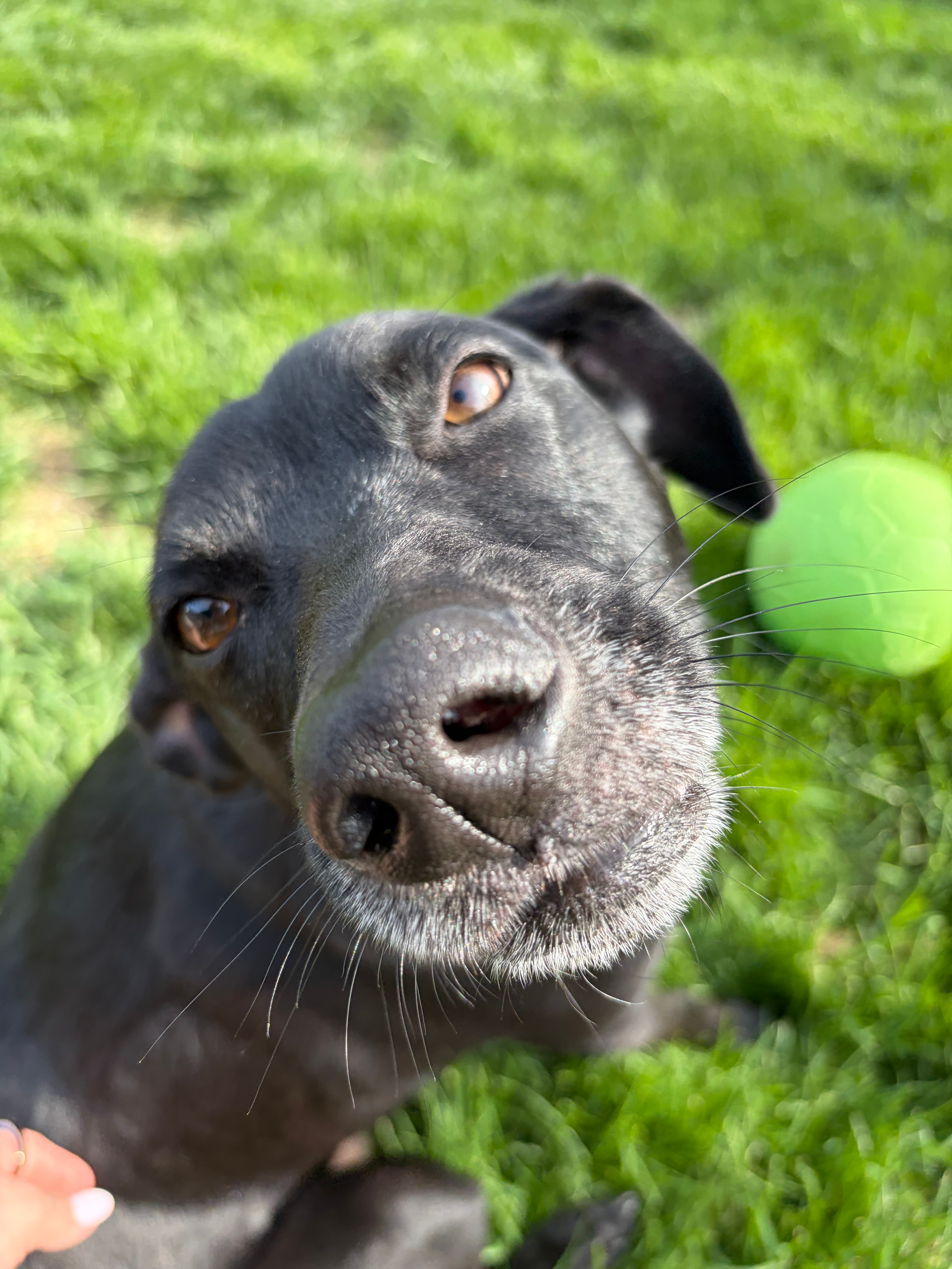 Happy Tails pet