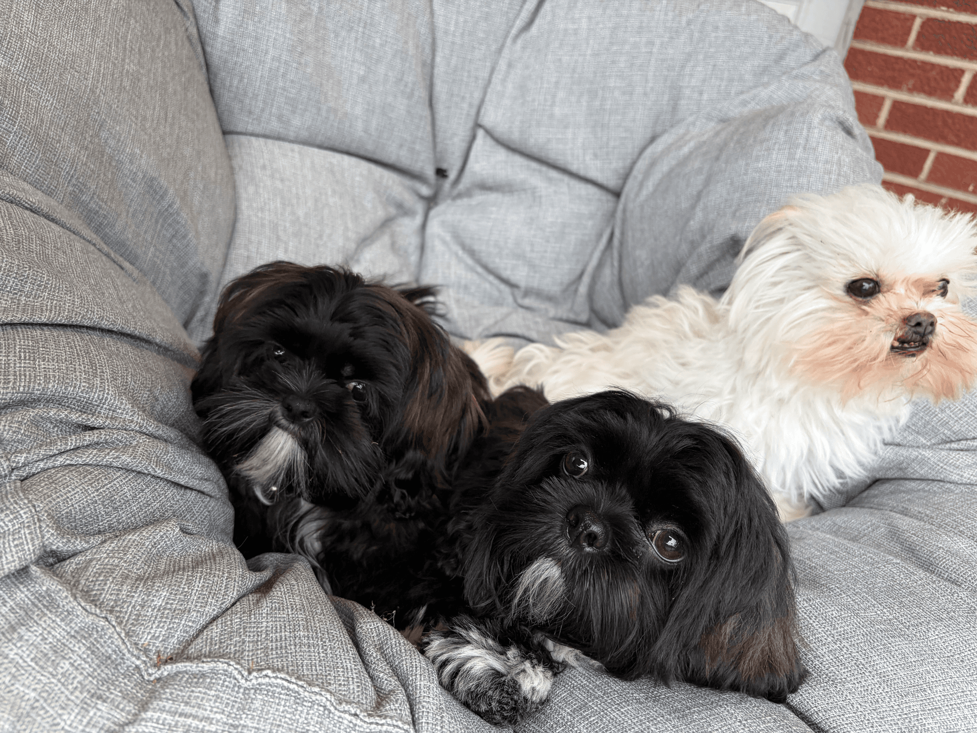A pet cared for by Happy Tails Pet Care