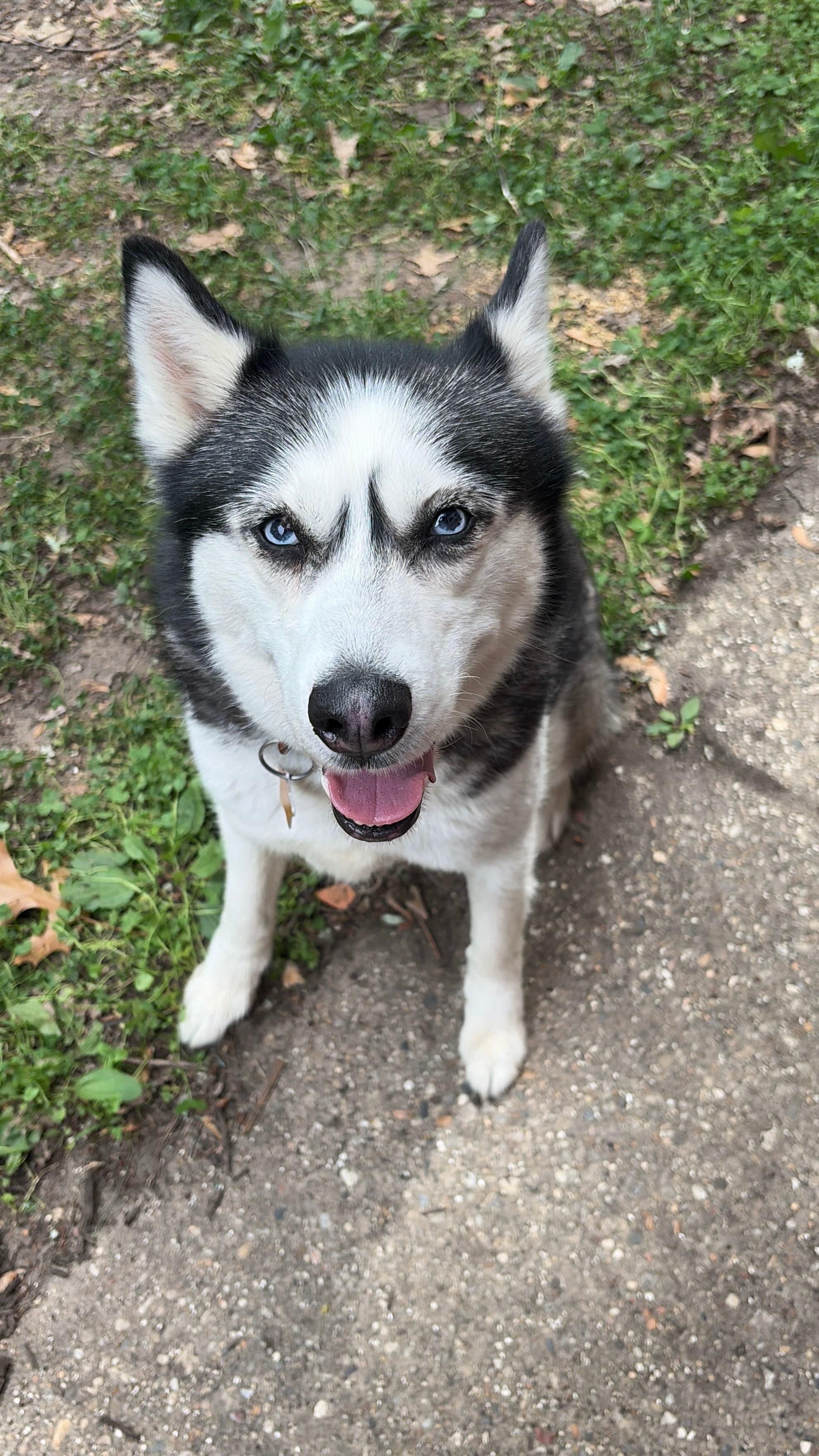 Happy Tails pet