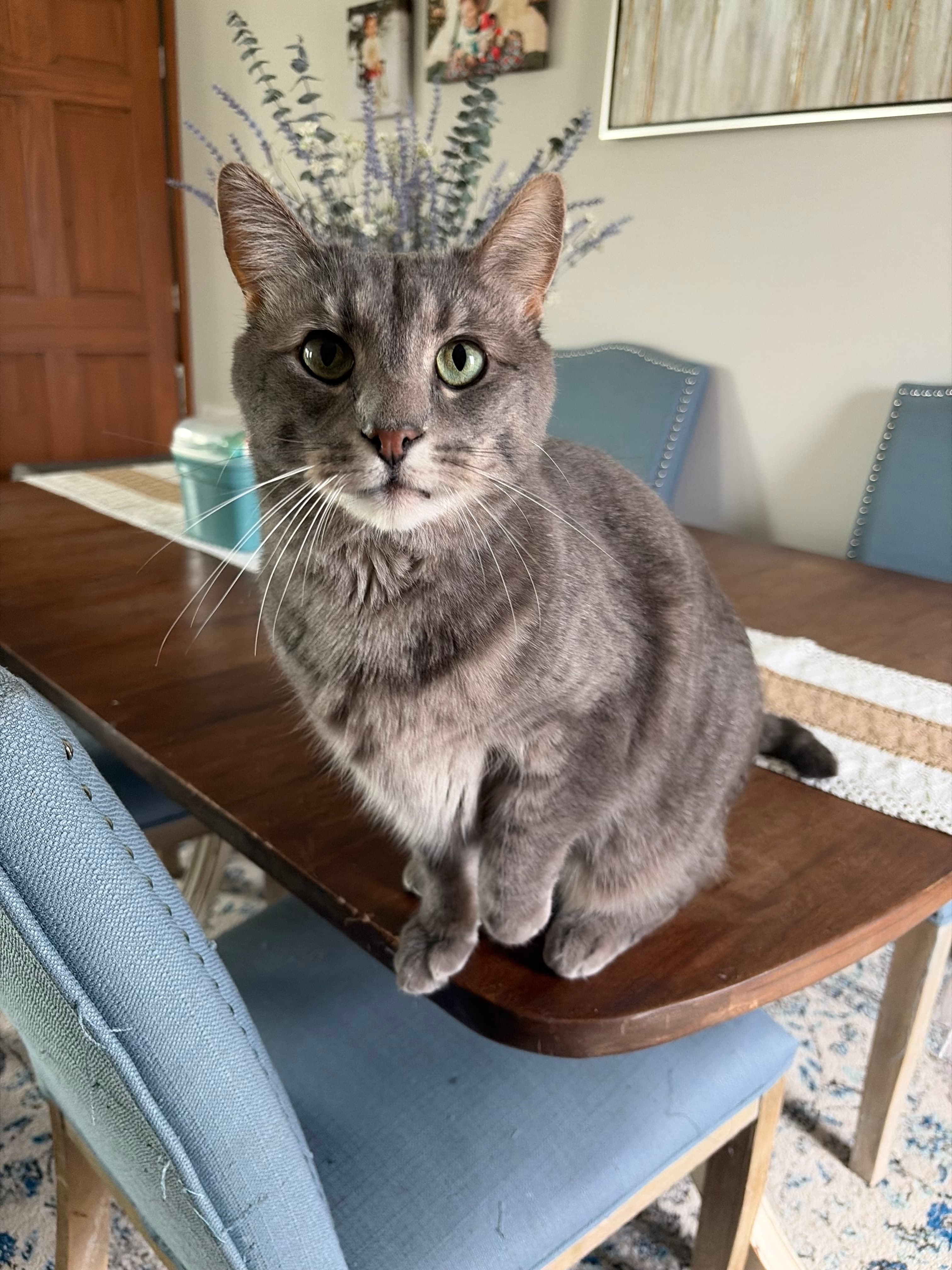 Happy Tails pet