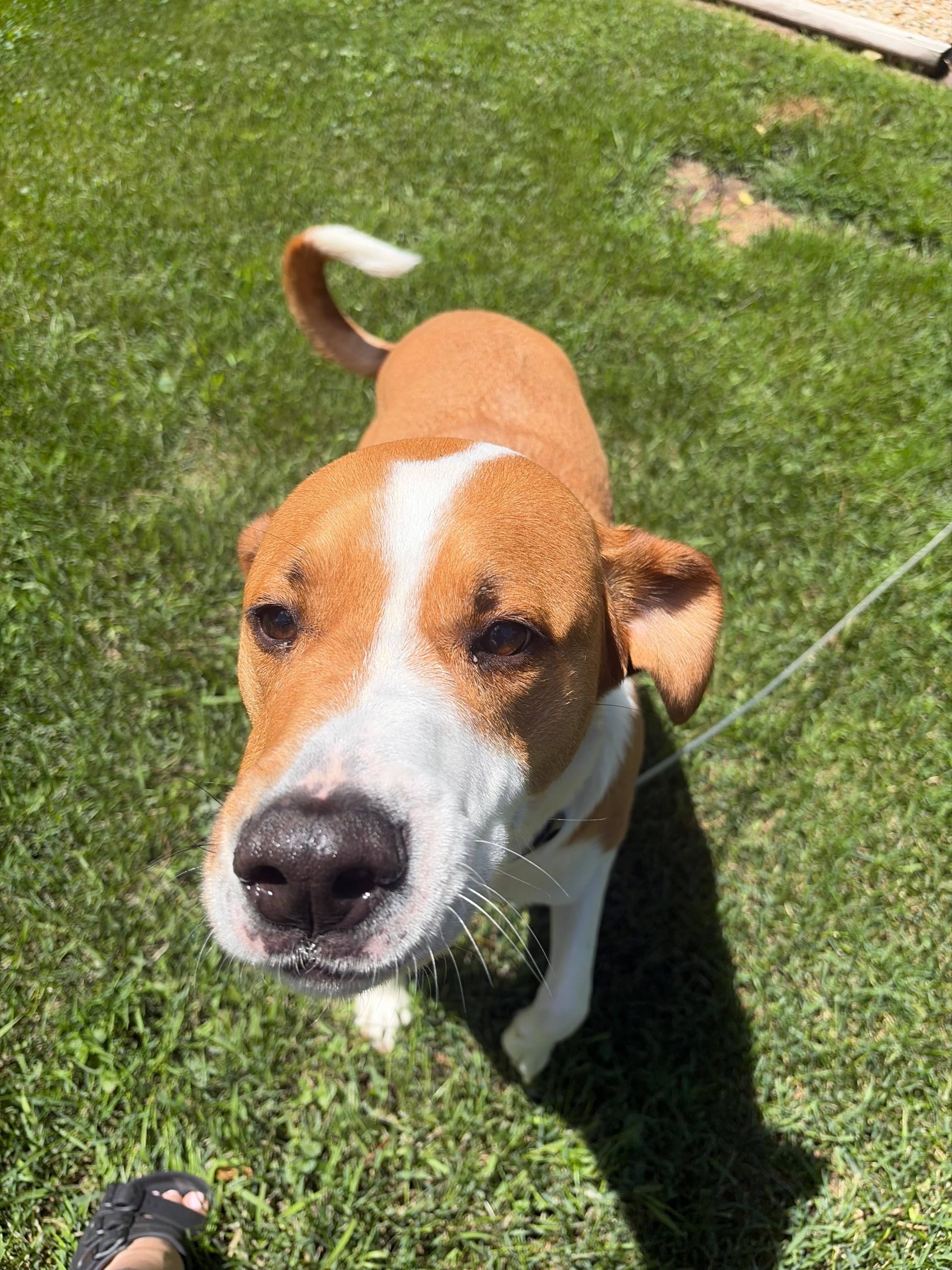 Happy Tails pet