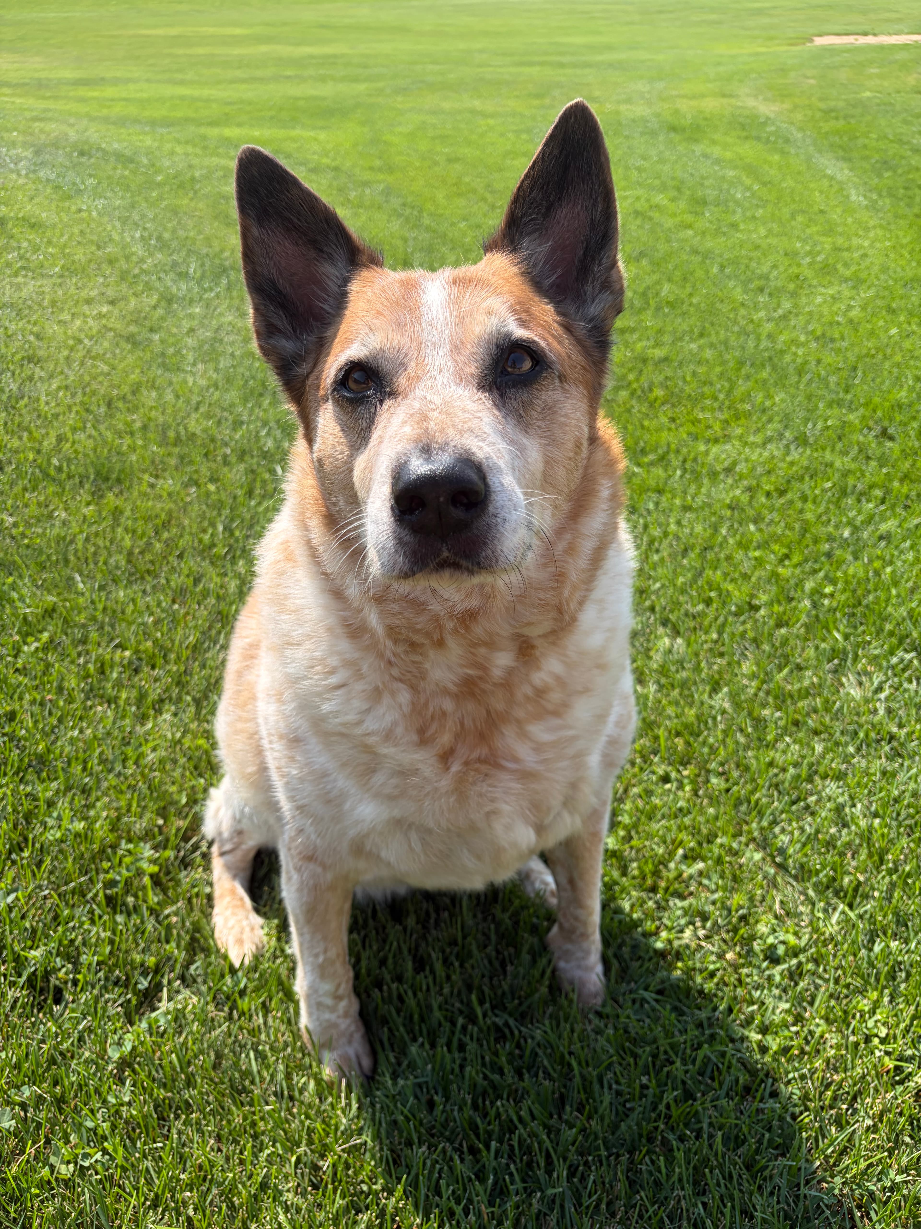 Happy Tails pet