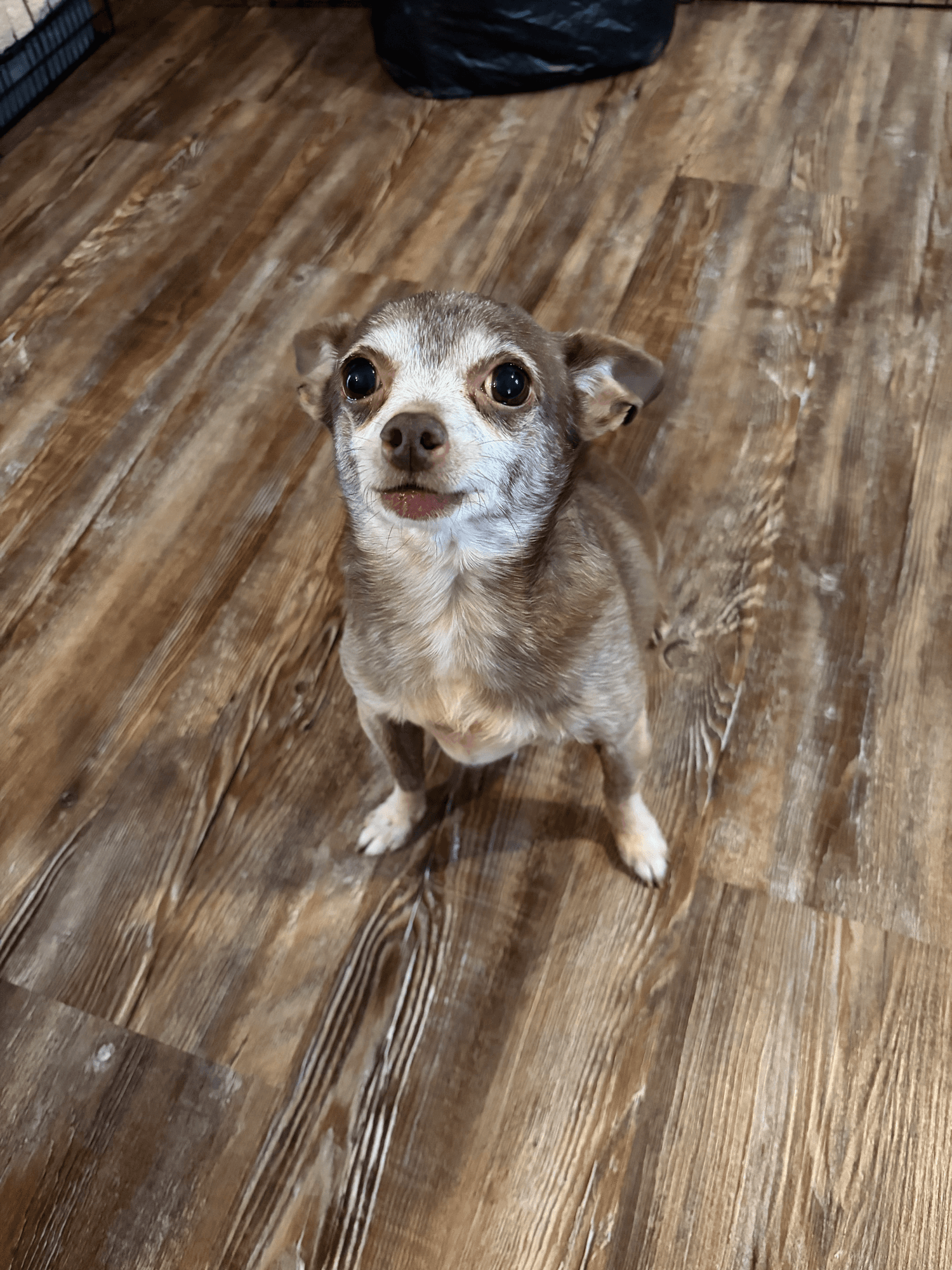 Happy Tails pet