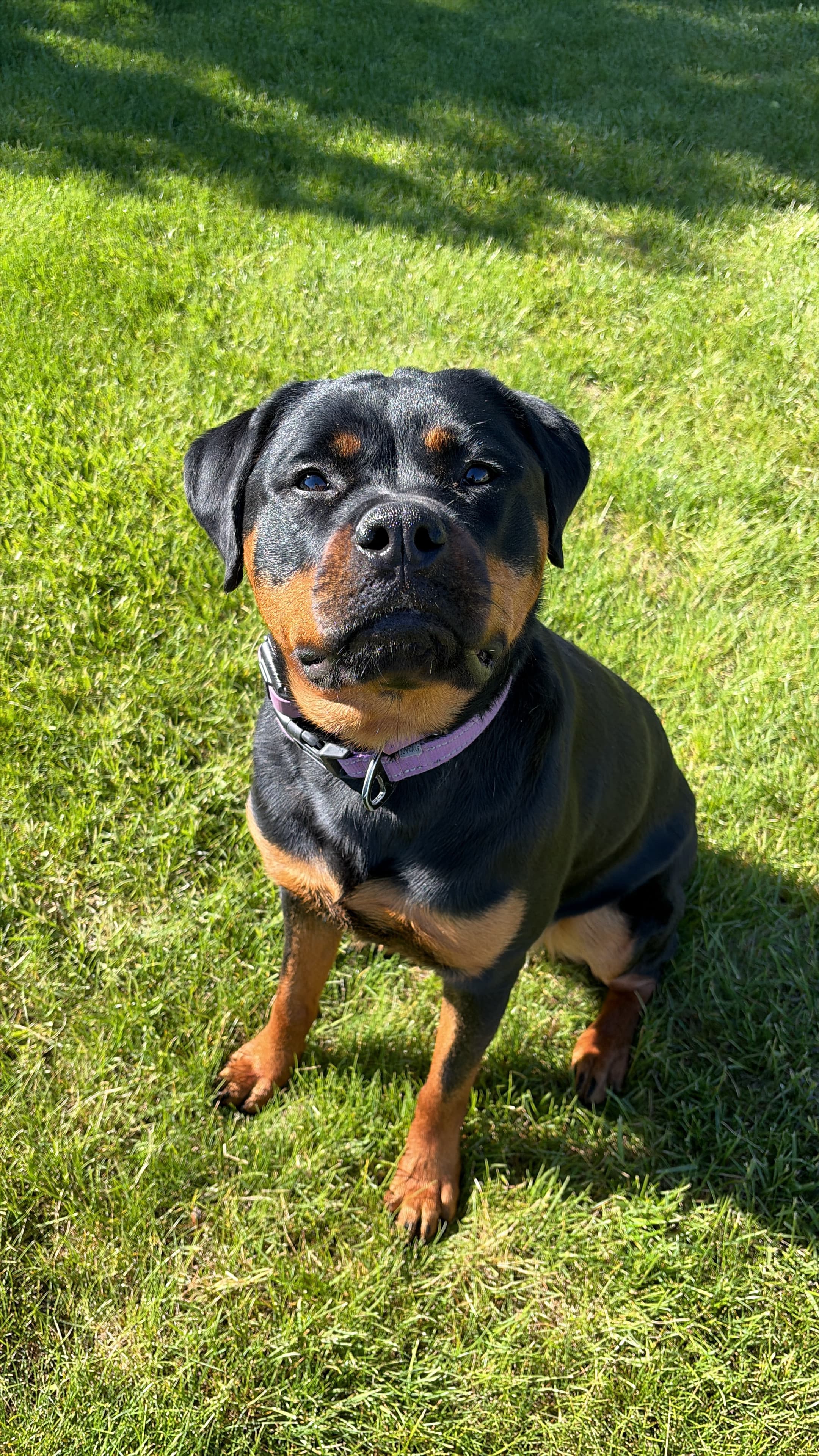 Happy Tails pet