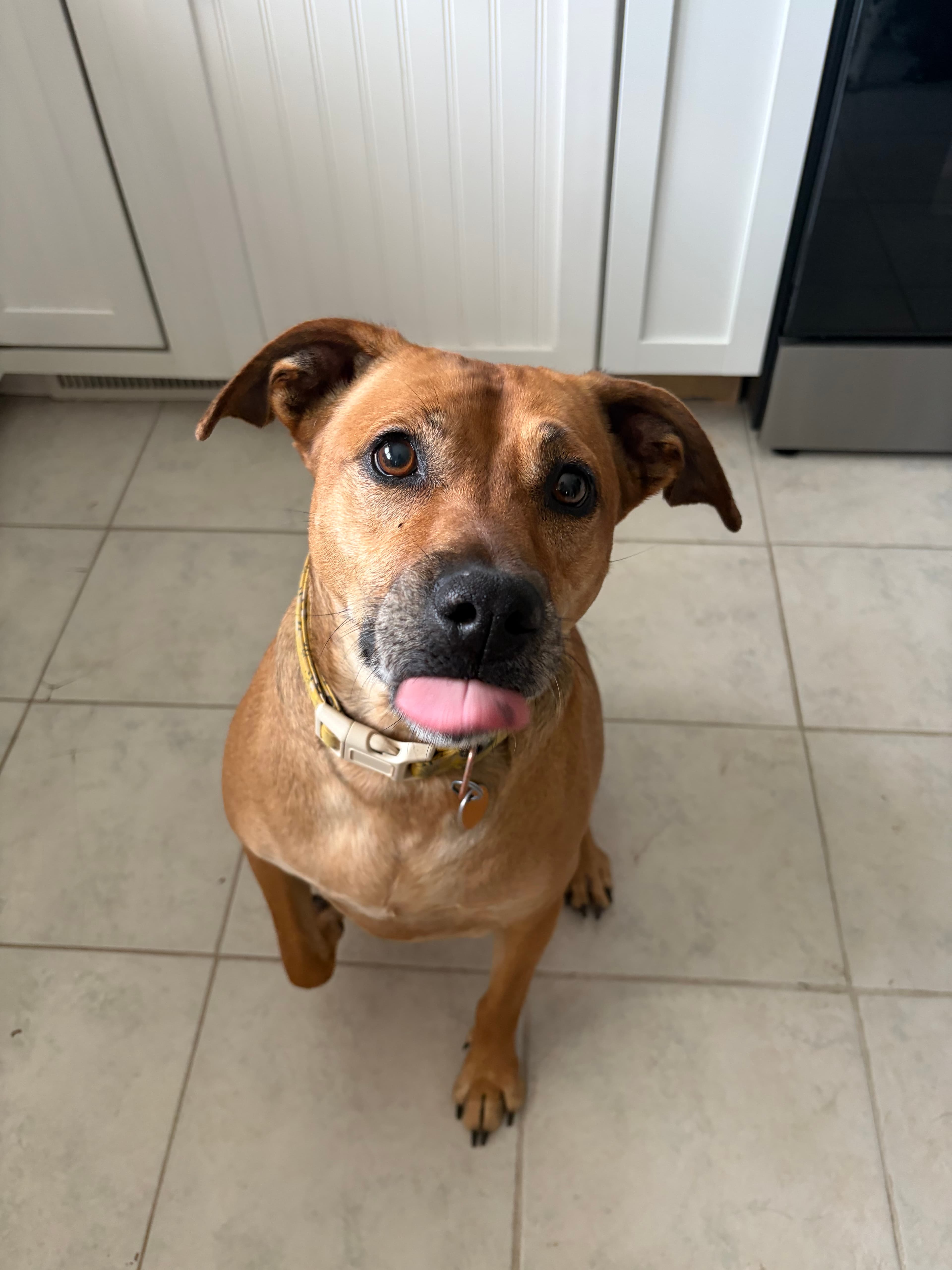 Happy Tails pet