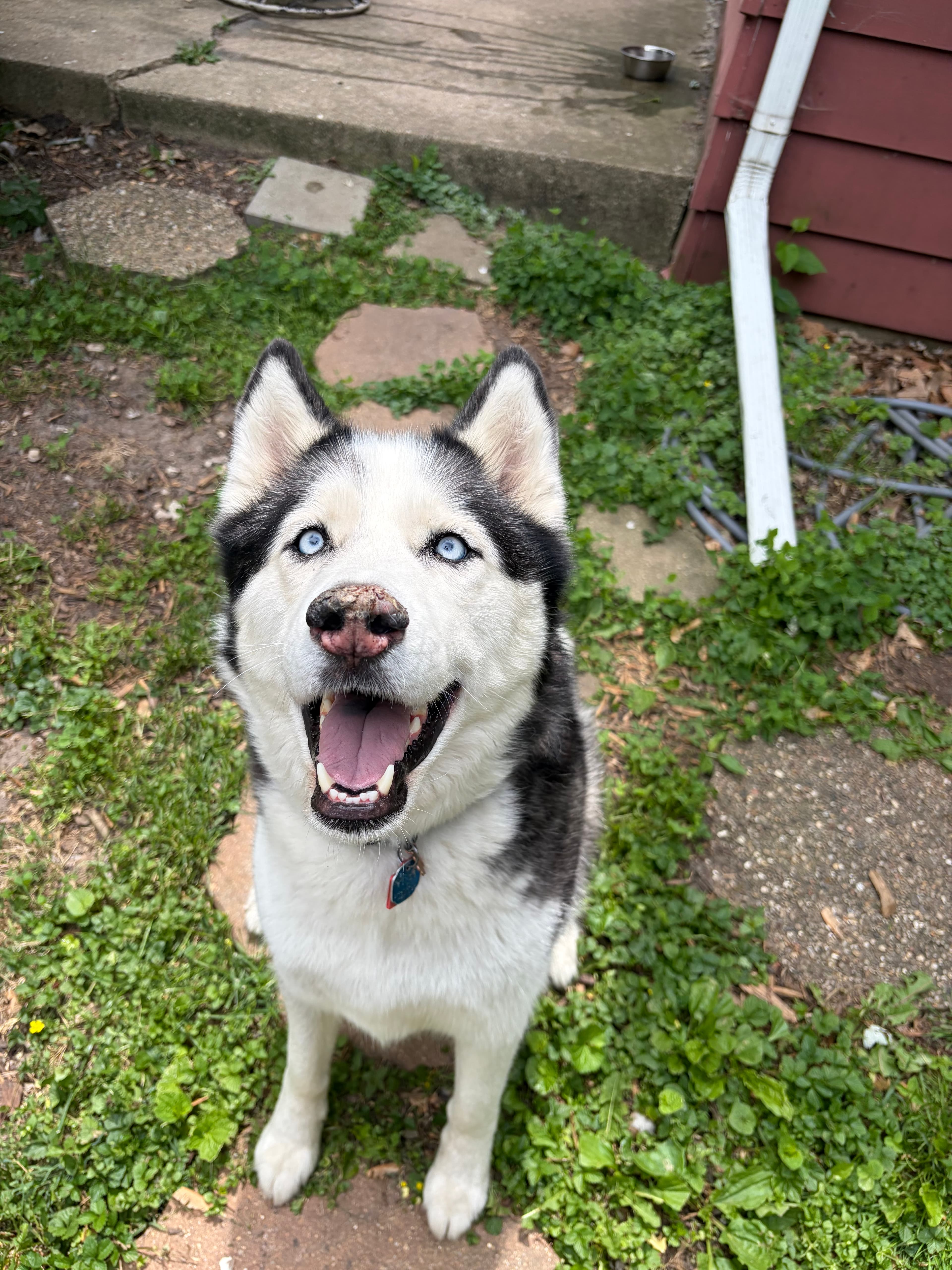 Happy Tails pet