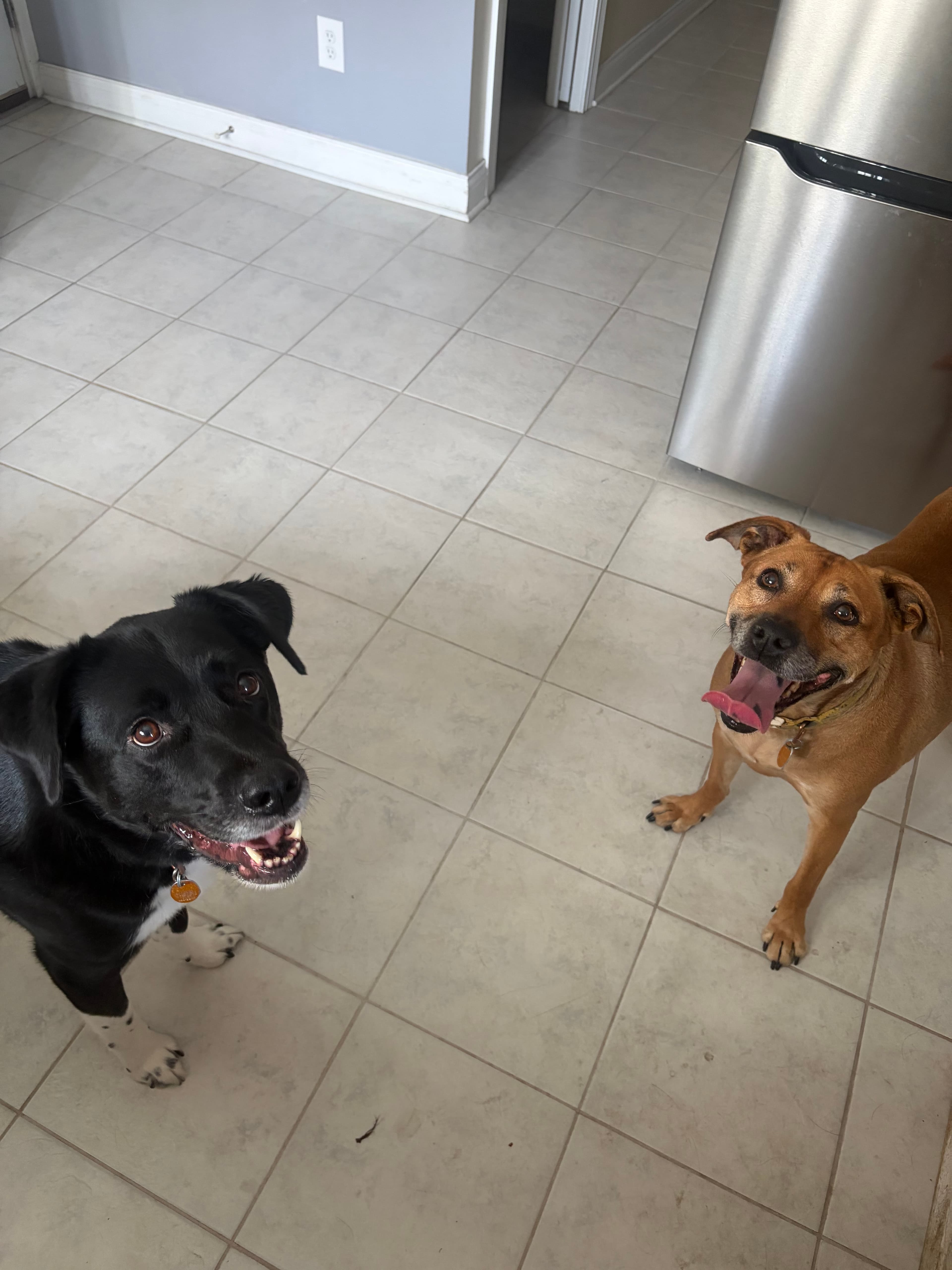 A pet cared for by Happy Tails Pet Care
