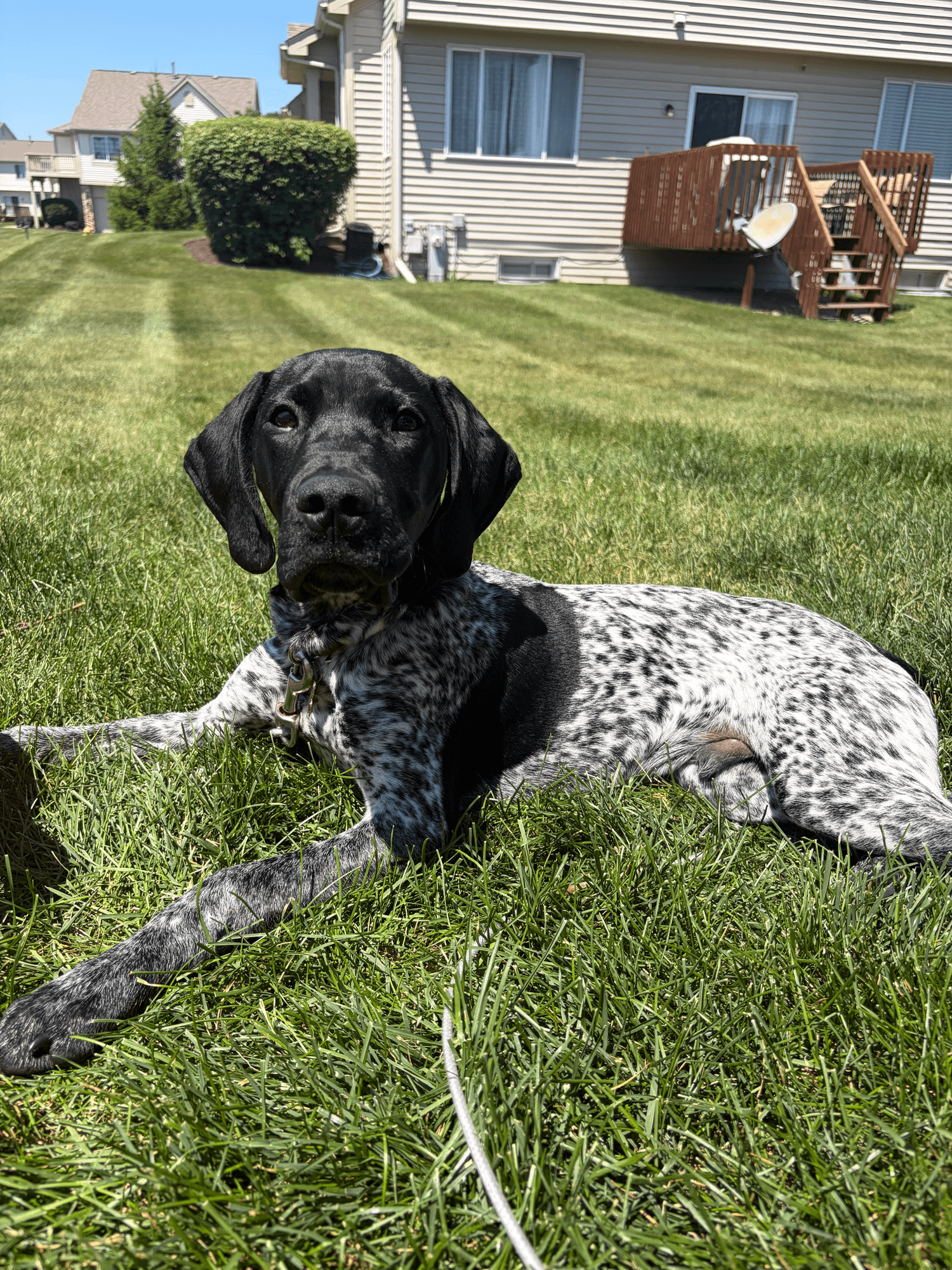 Happy Tails pet