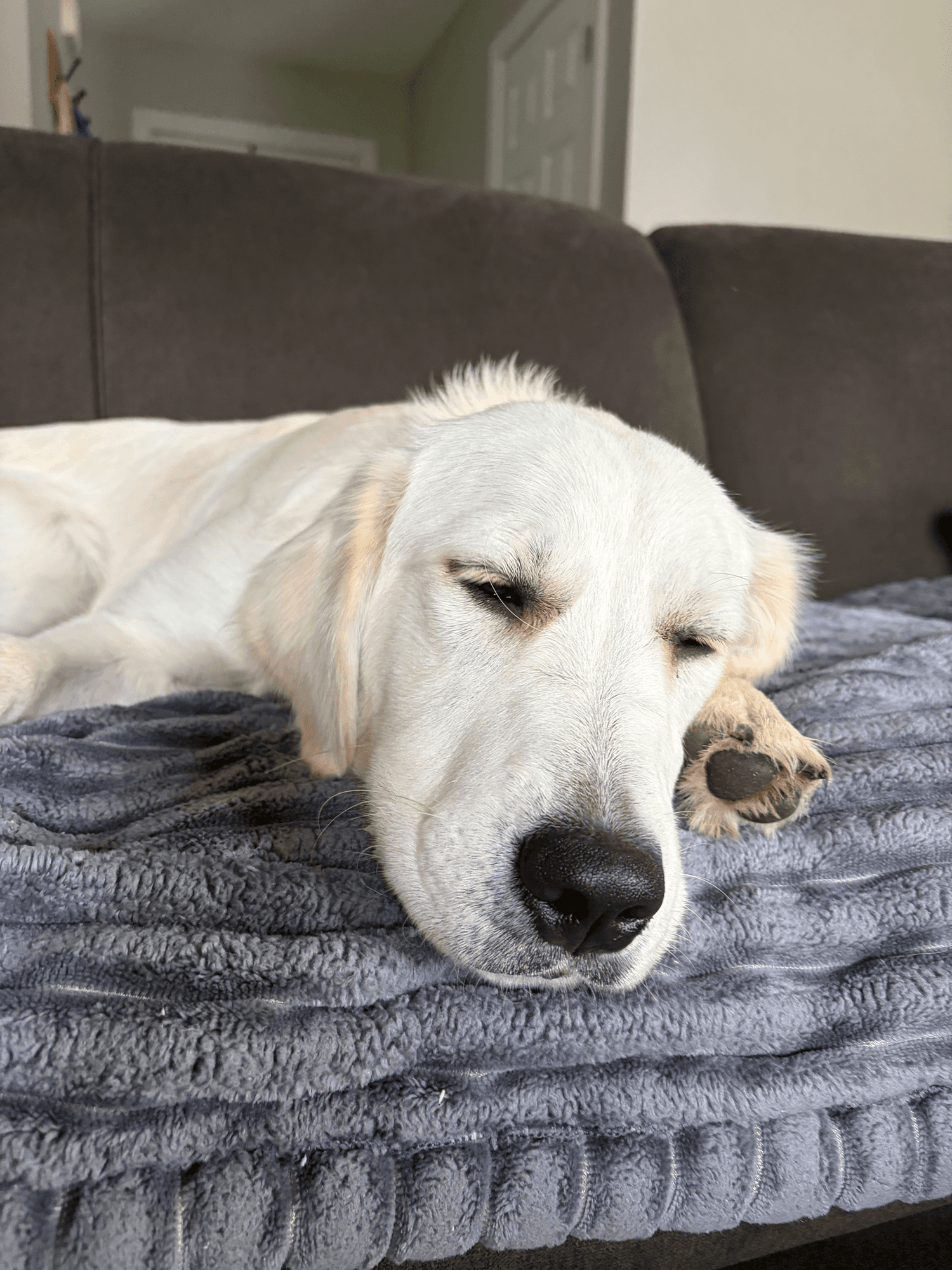 A pet cared for by Happy Tails Pet Care