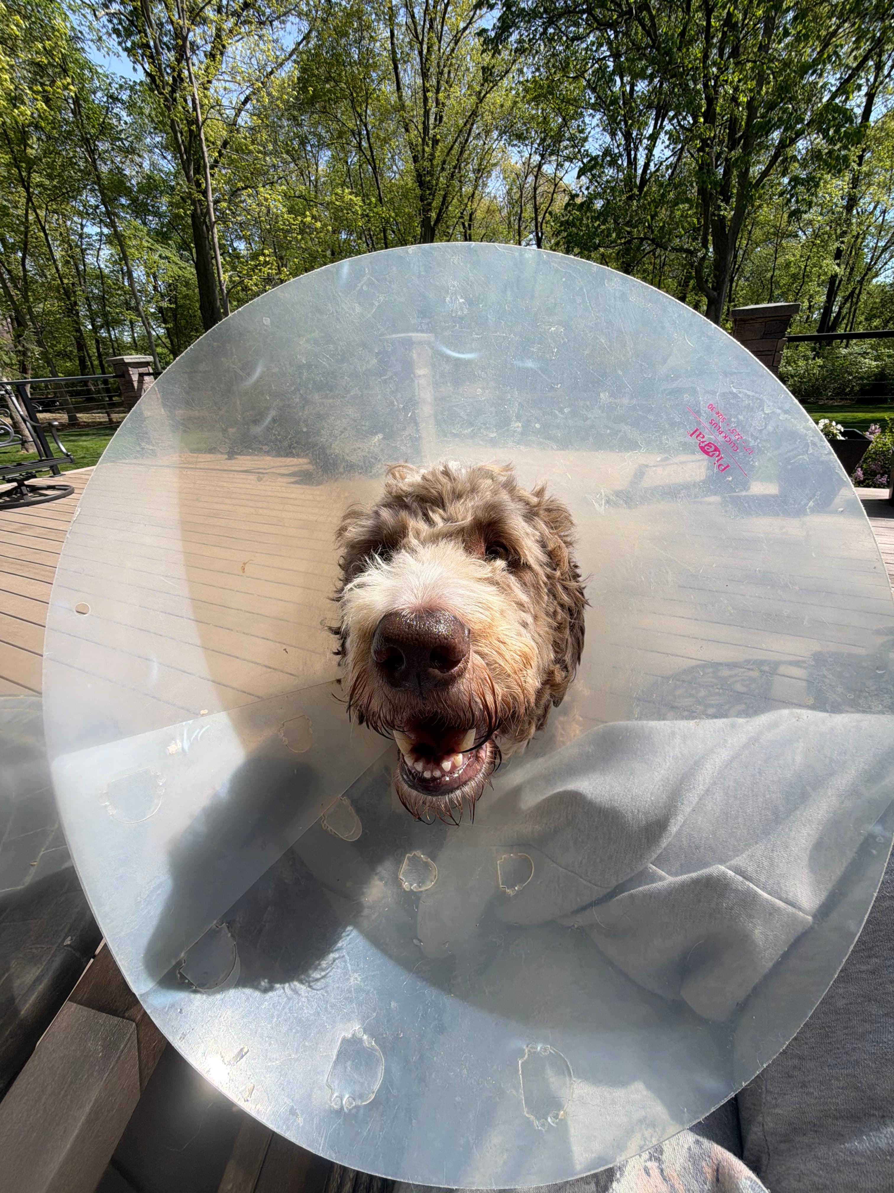 Happy Tails pet