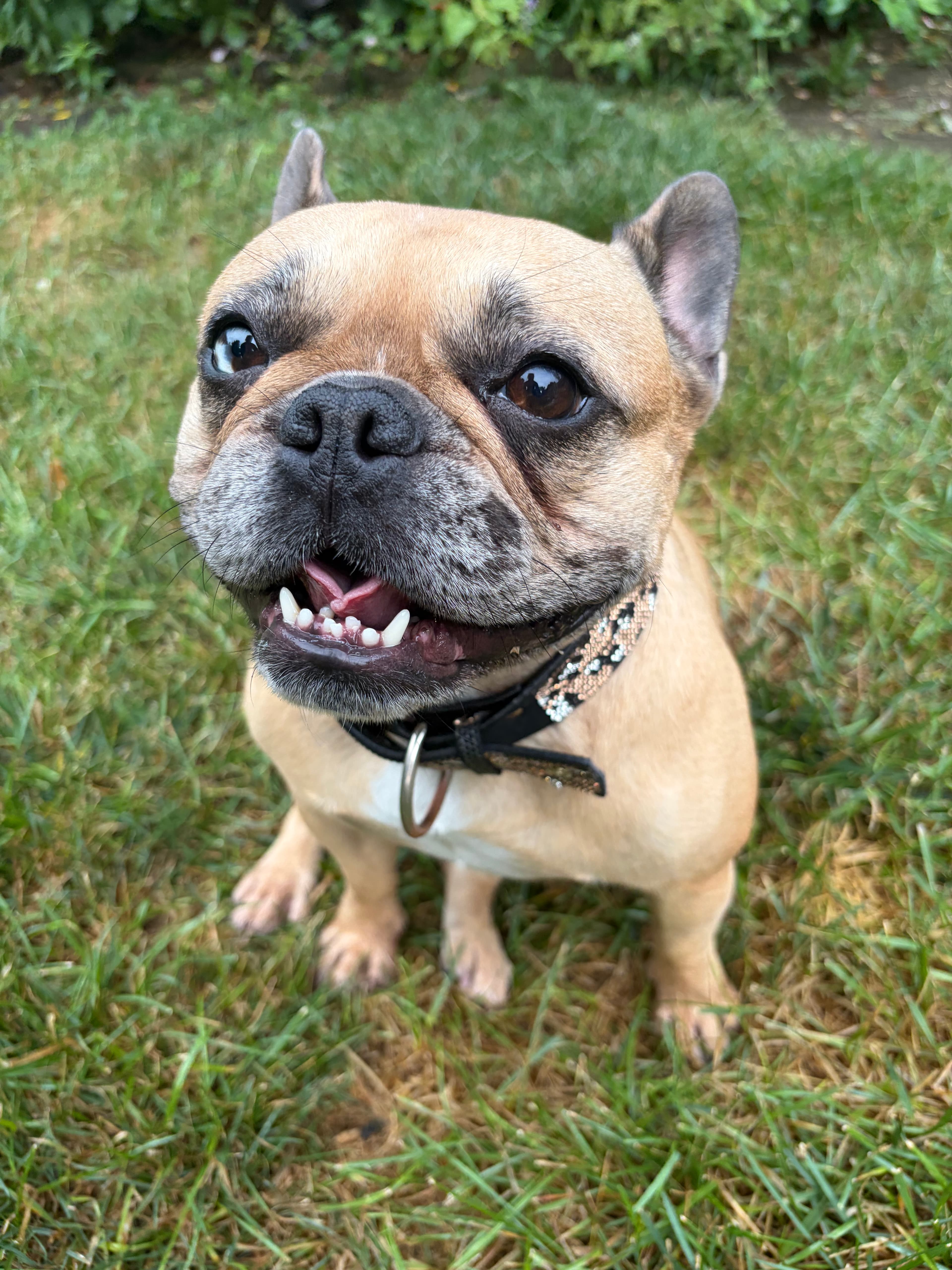 Happy Tails pet