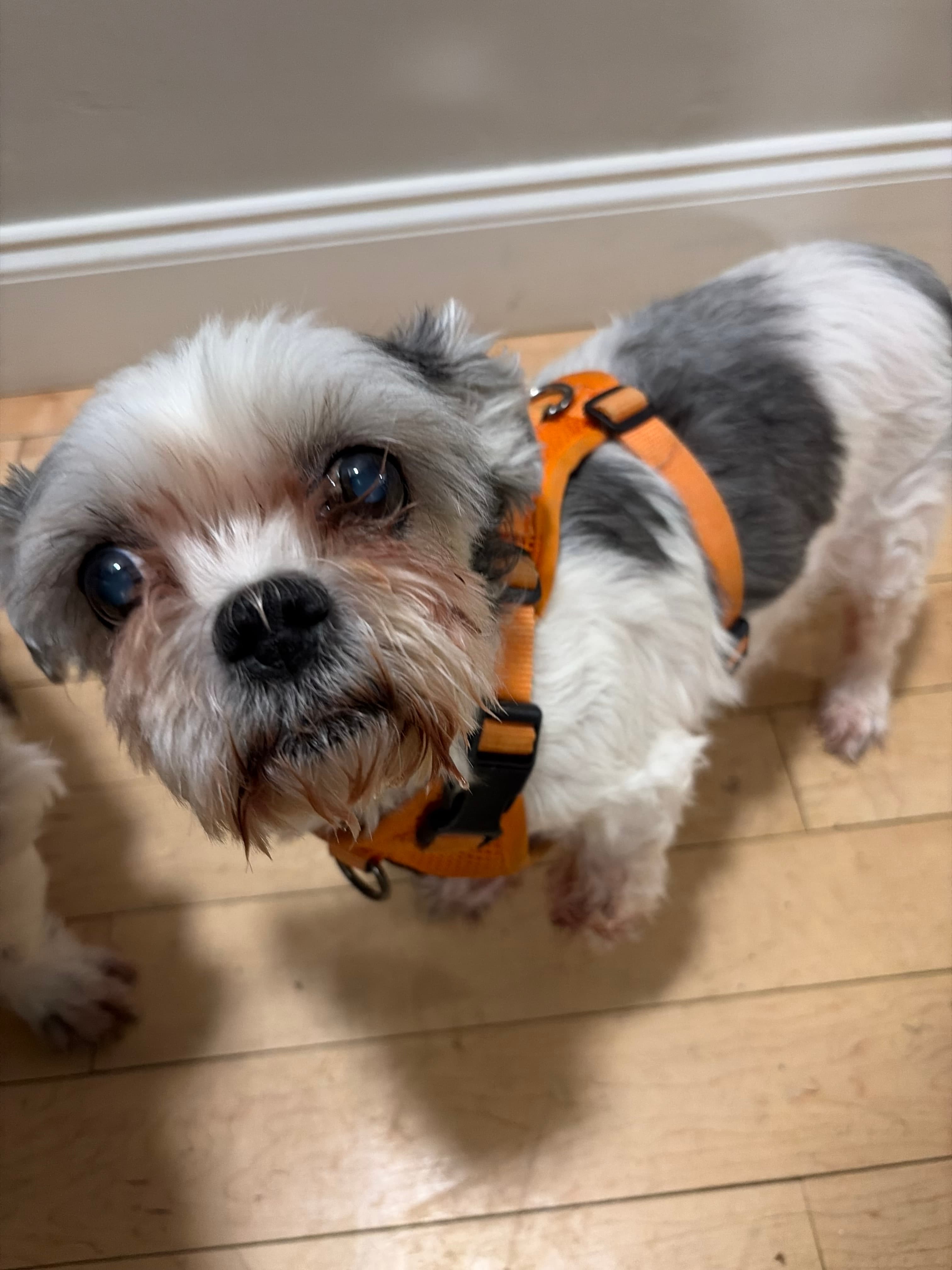 Happy Tails pet