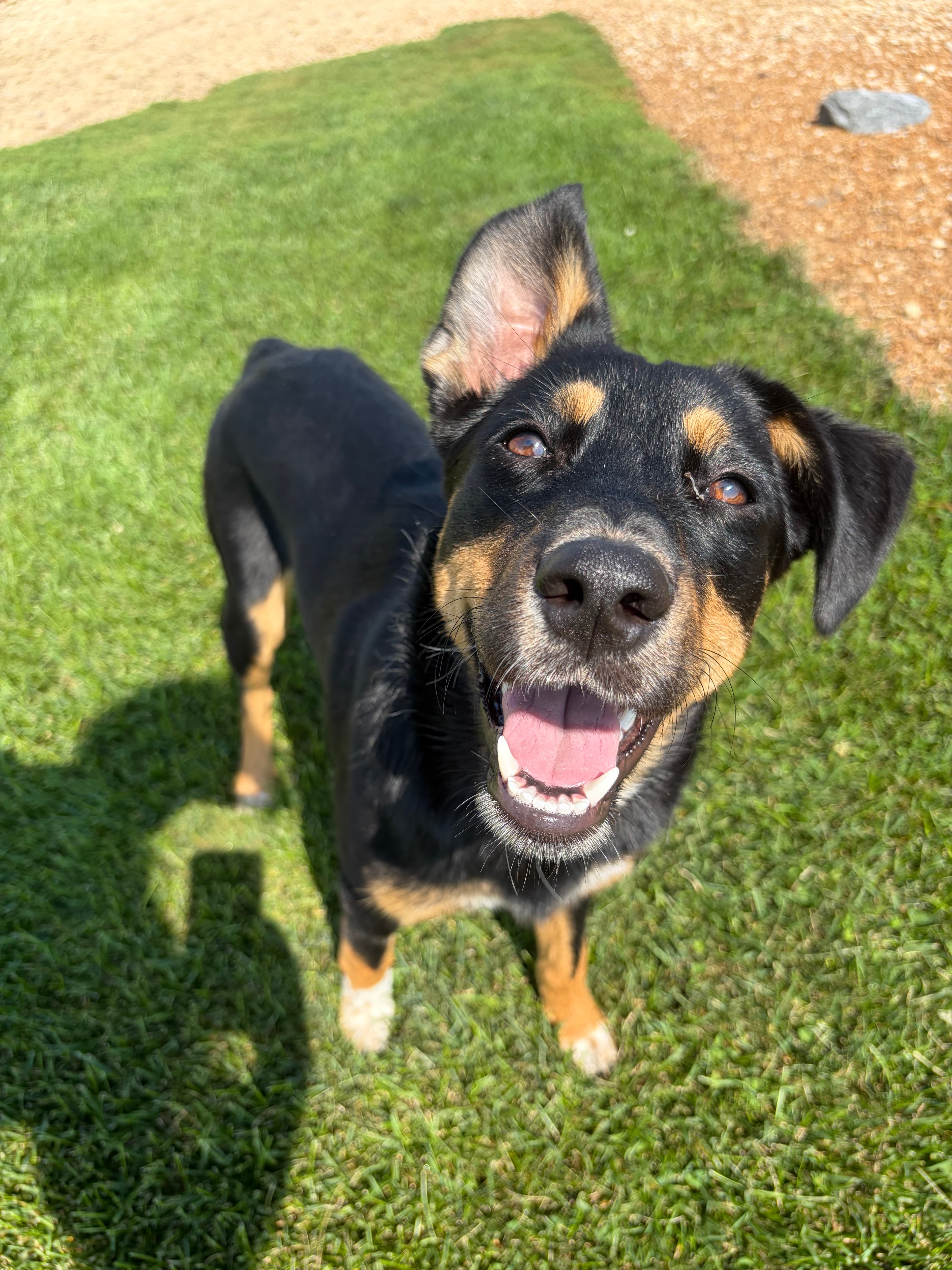 Happy Tails pet