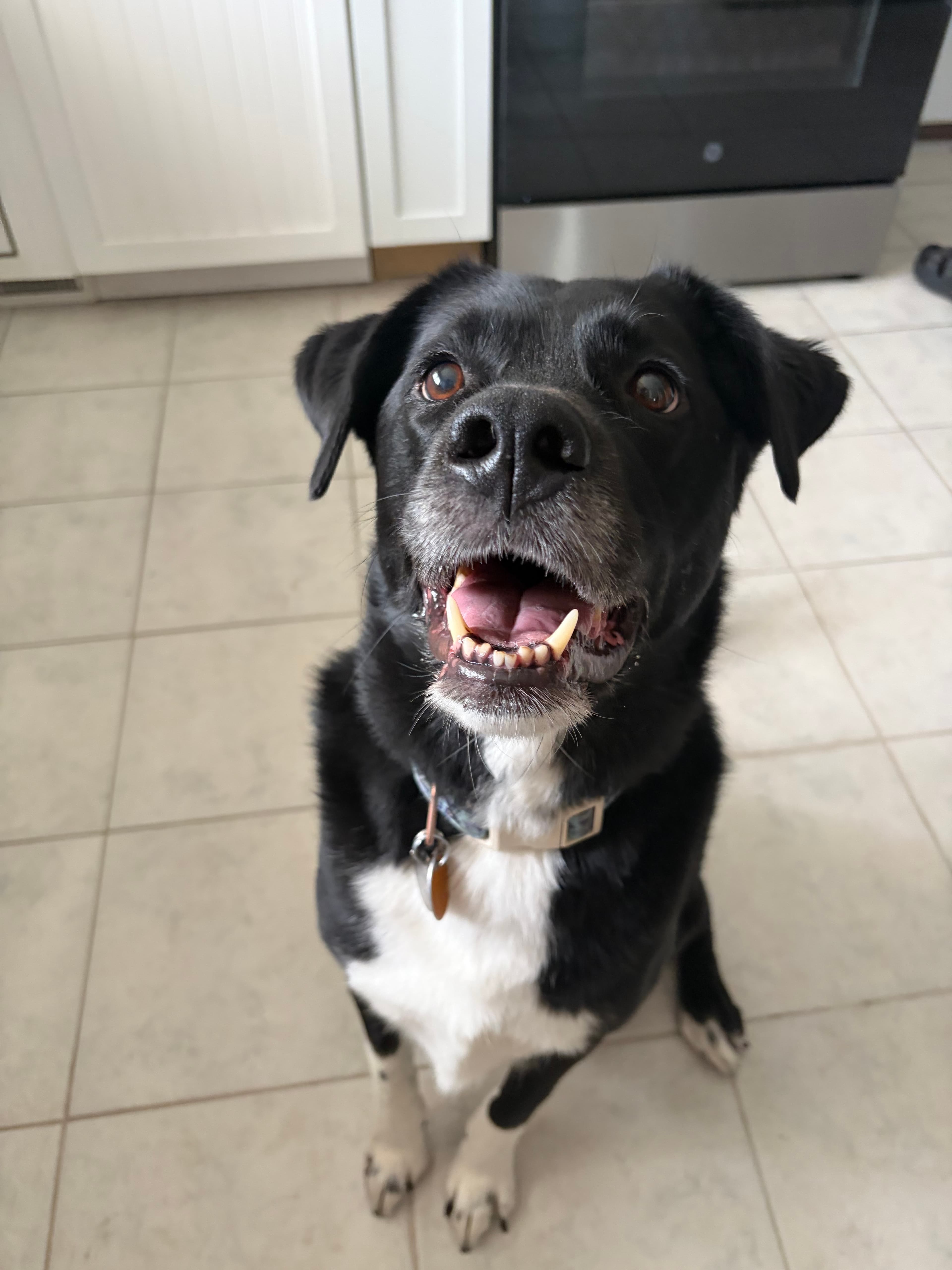 Happy Tails pet